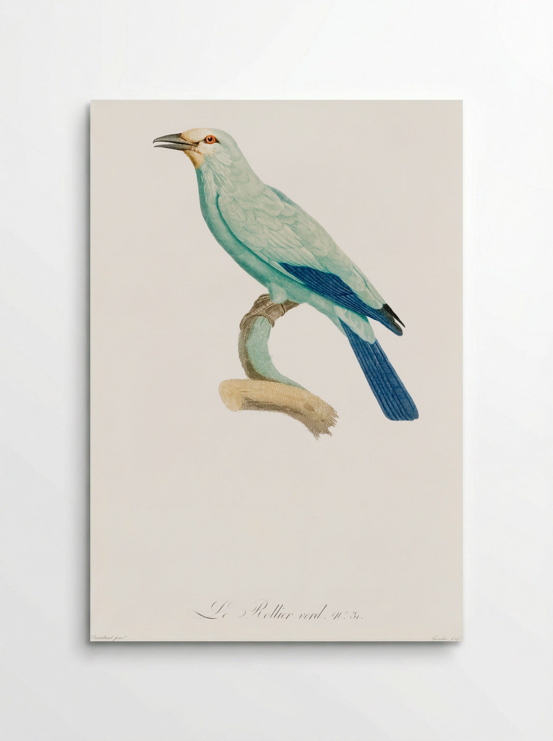 Green Roller - Jacques Barraband - Poster