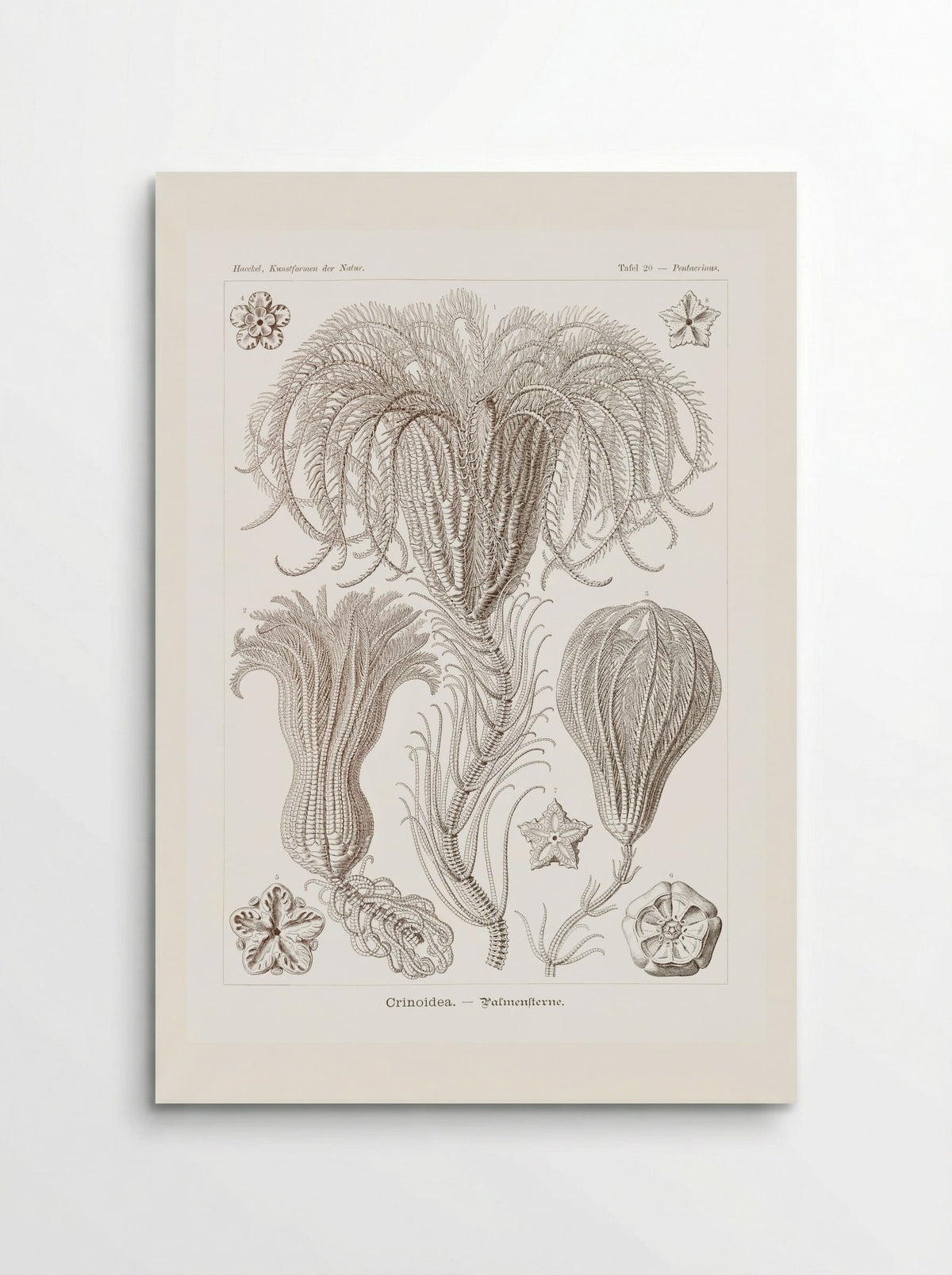 Crinoidea-Palmensterne (1904) - Ernst Haeckel - Poster