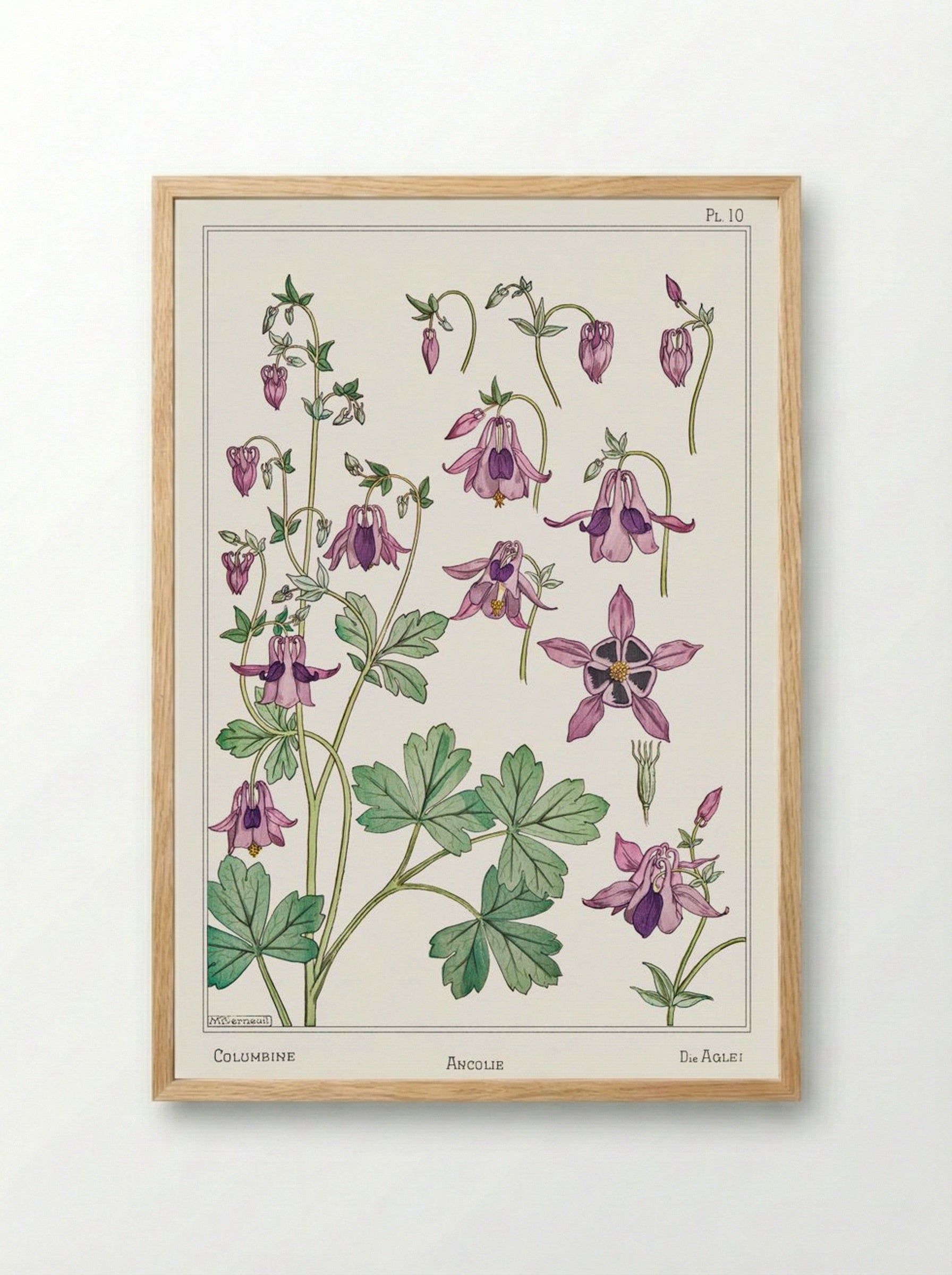Ancolie (Columbine) - Maurice Pillard Verneuil - Framed Print Wood