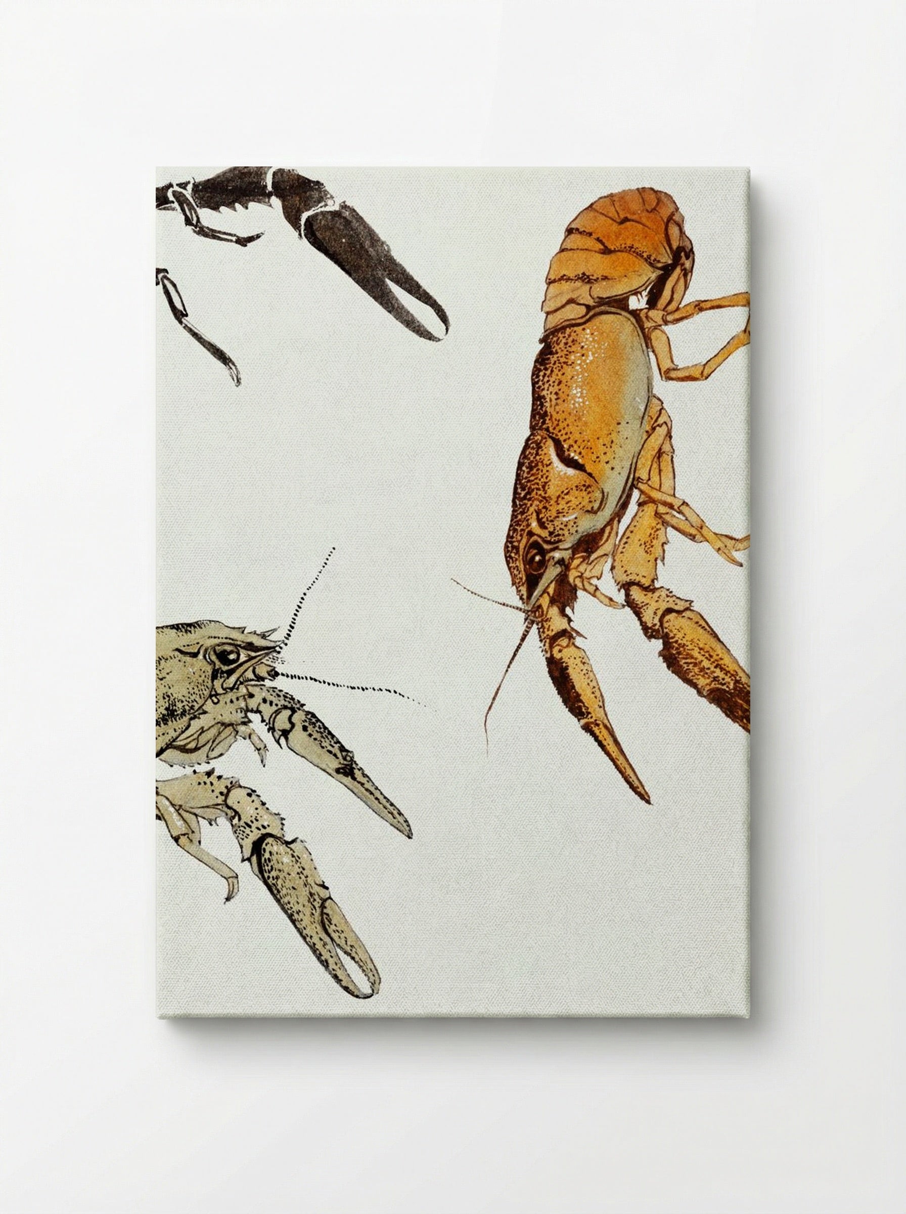 Sketches of Crayfish - Julie de Graag - Canvas