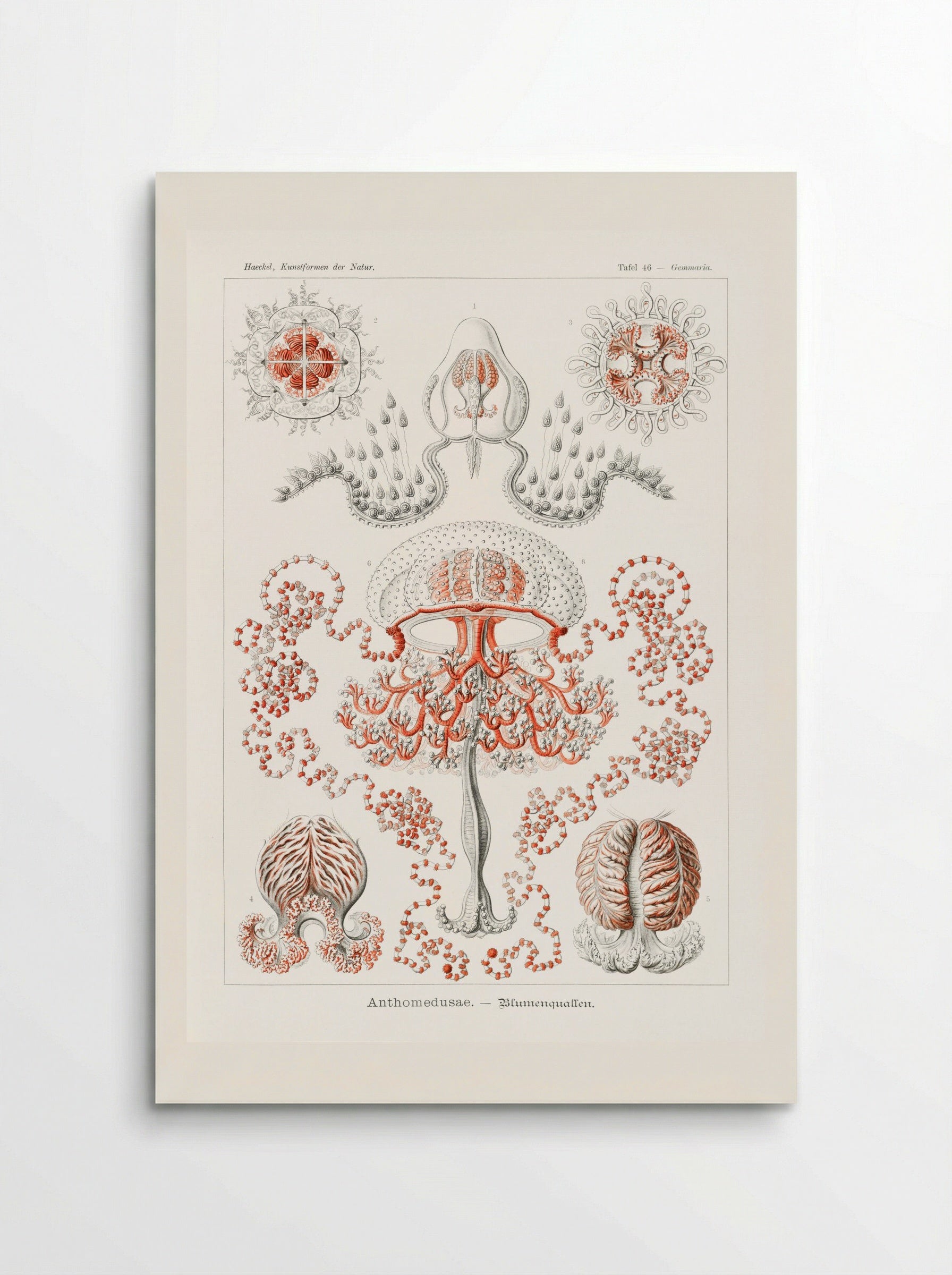 Anthomedusae-Blumenquallen (1904) - Ernst Haeckel - Poster