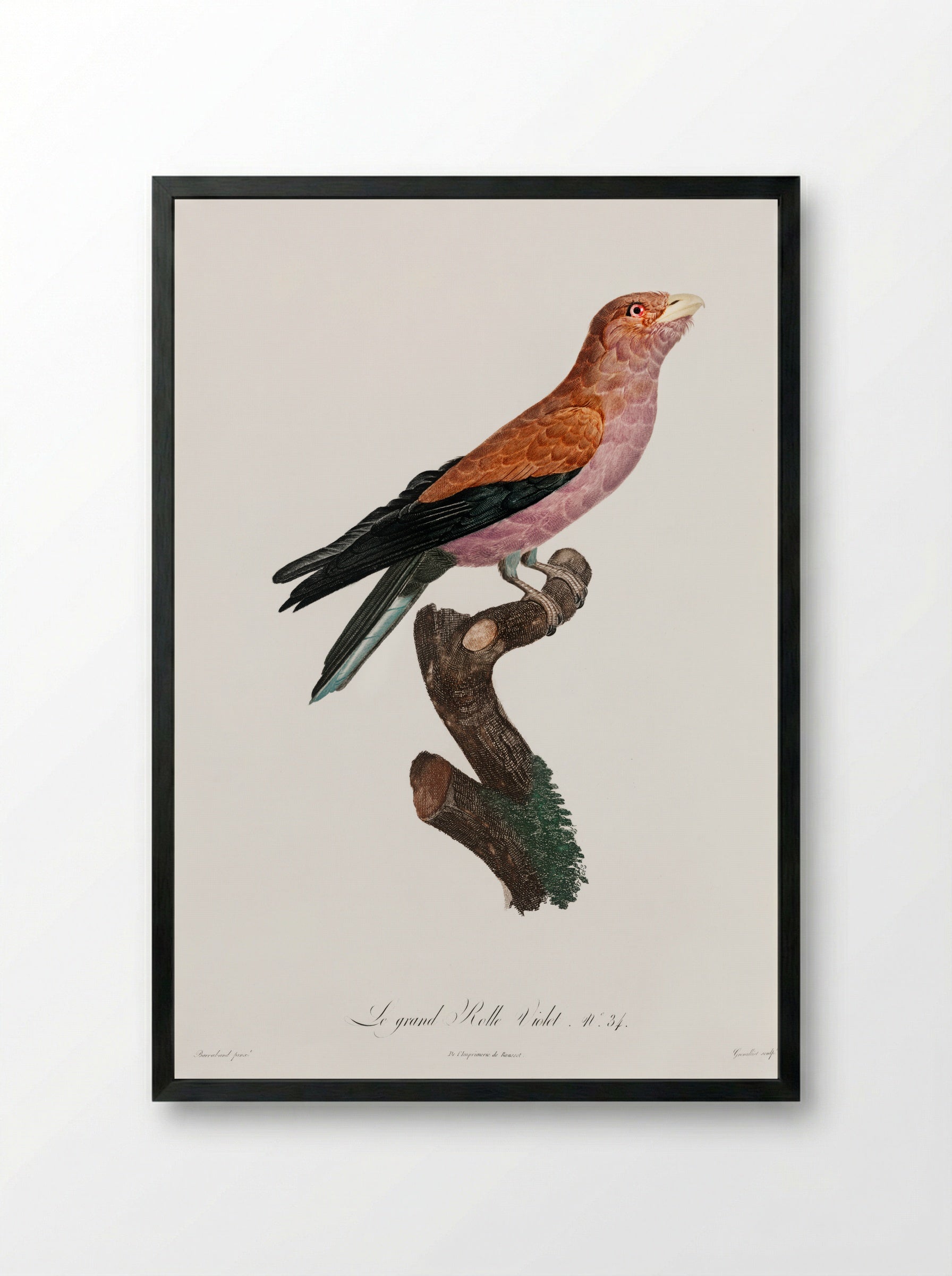 Great Violet Roller - Jacques Barraband - Framed Print Black