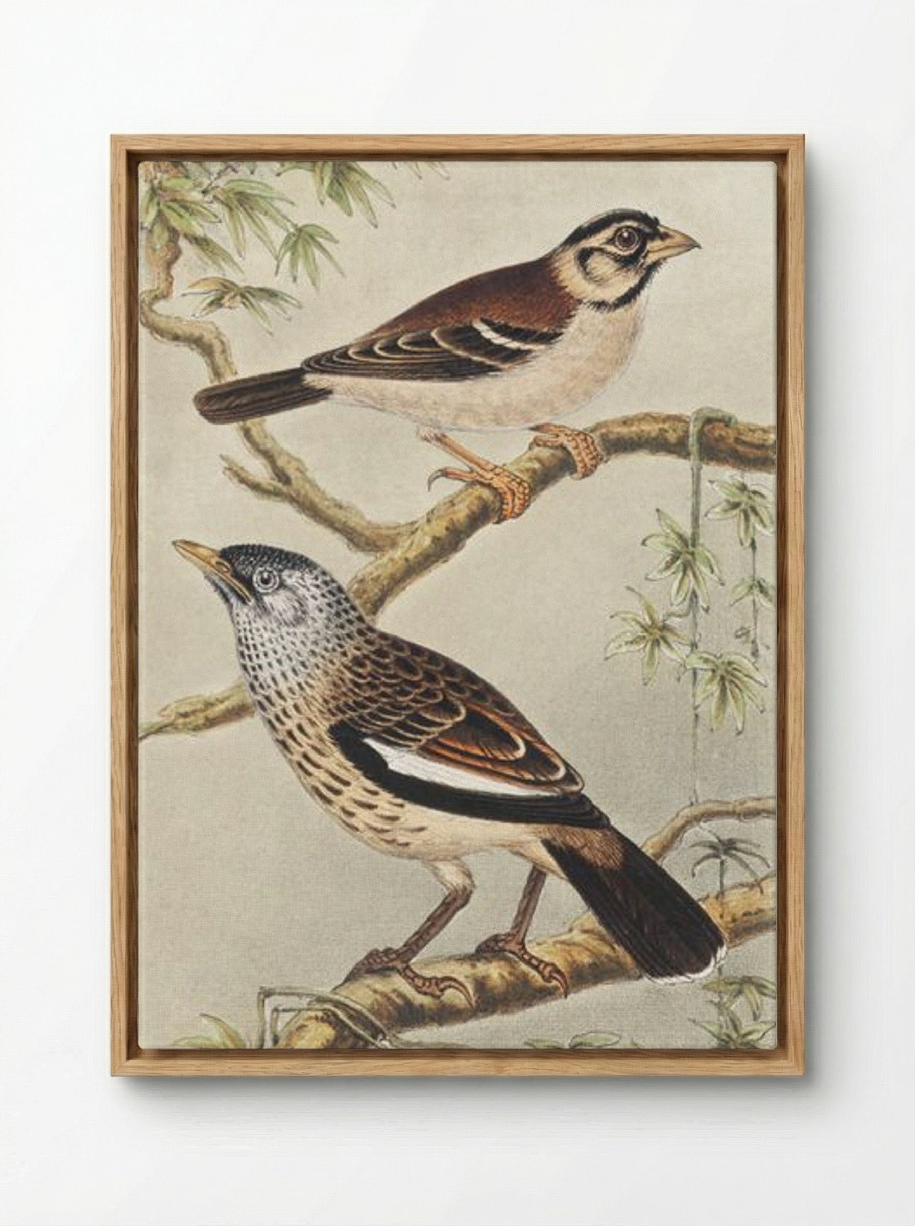 Twee vogels op takken (Two Birds on Branches) - Theo van Hoytema - Framed Canvas Wood