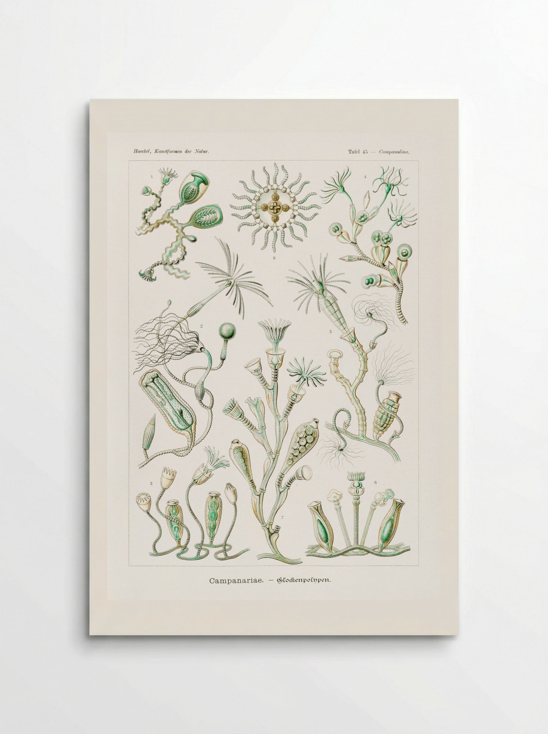 Campanariae-Glockenpolnpen (1904) - Ernst Haeckel - Poster