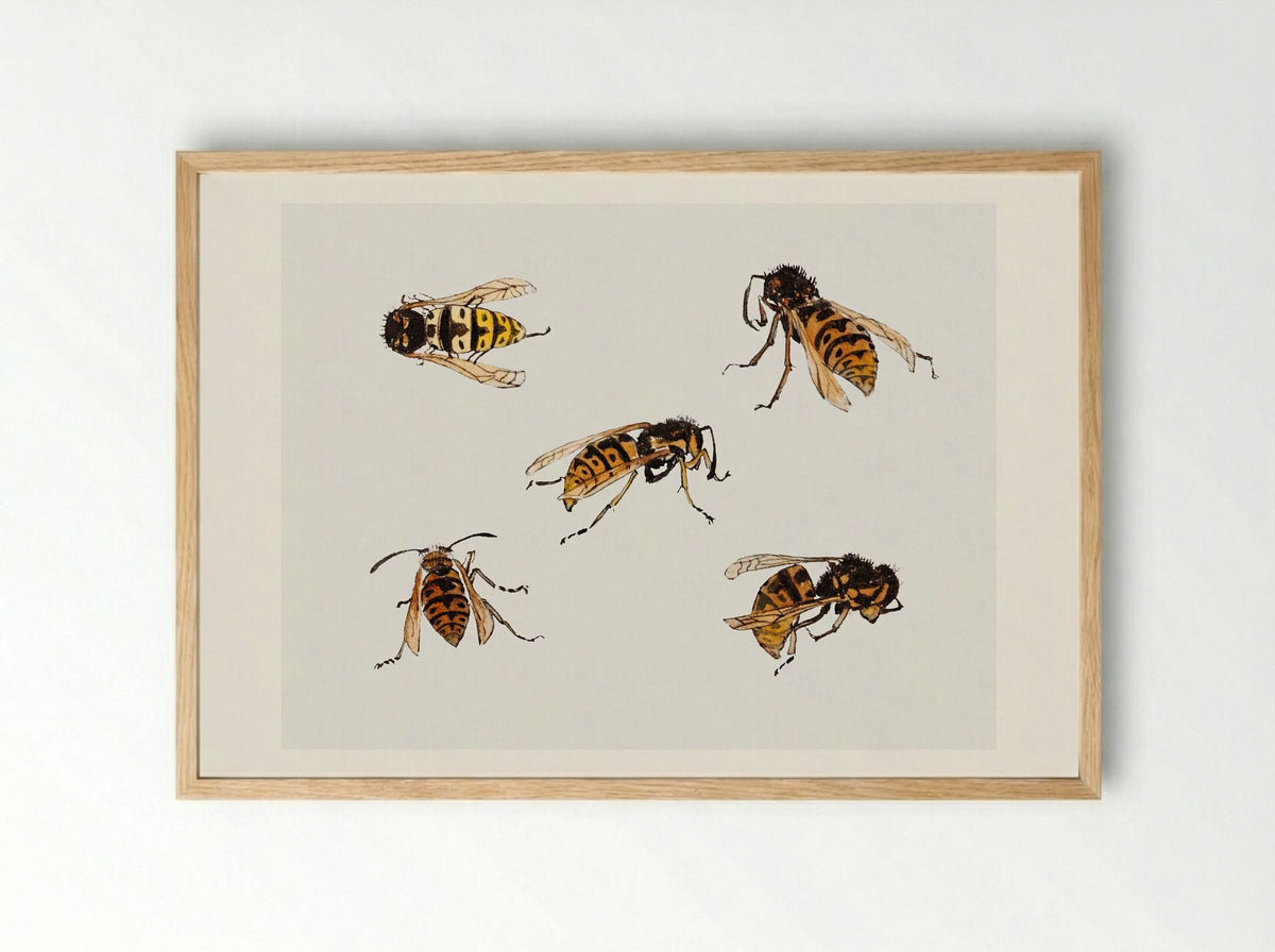 Studies of Wasps - Julie de Graag - Framed Print Wood