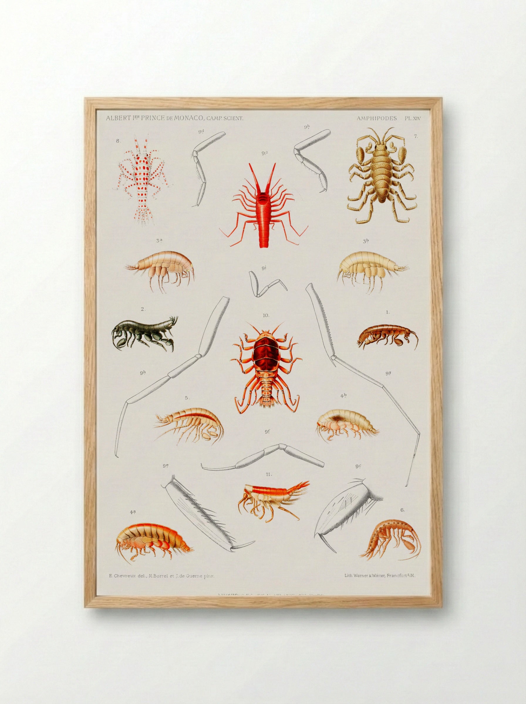 Amphipods of the North Atlantic - Albert I of Monaco - Framed Print Wood