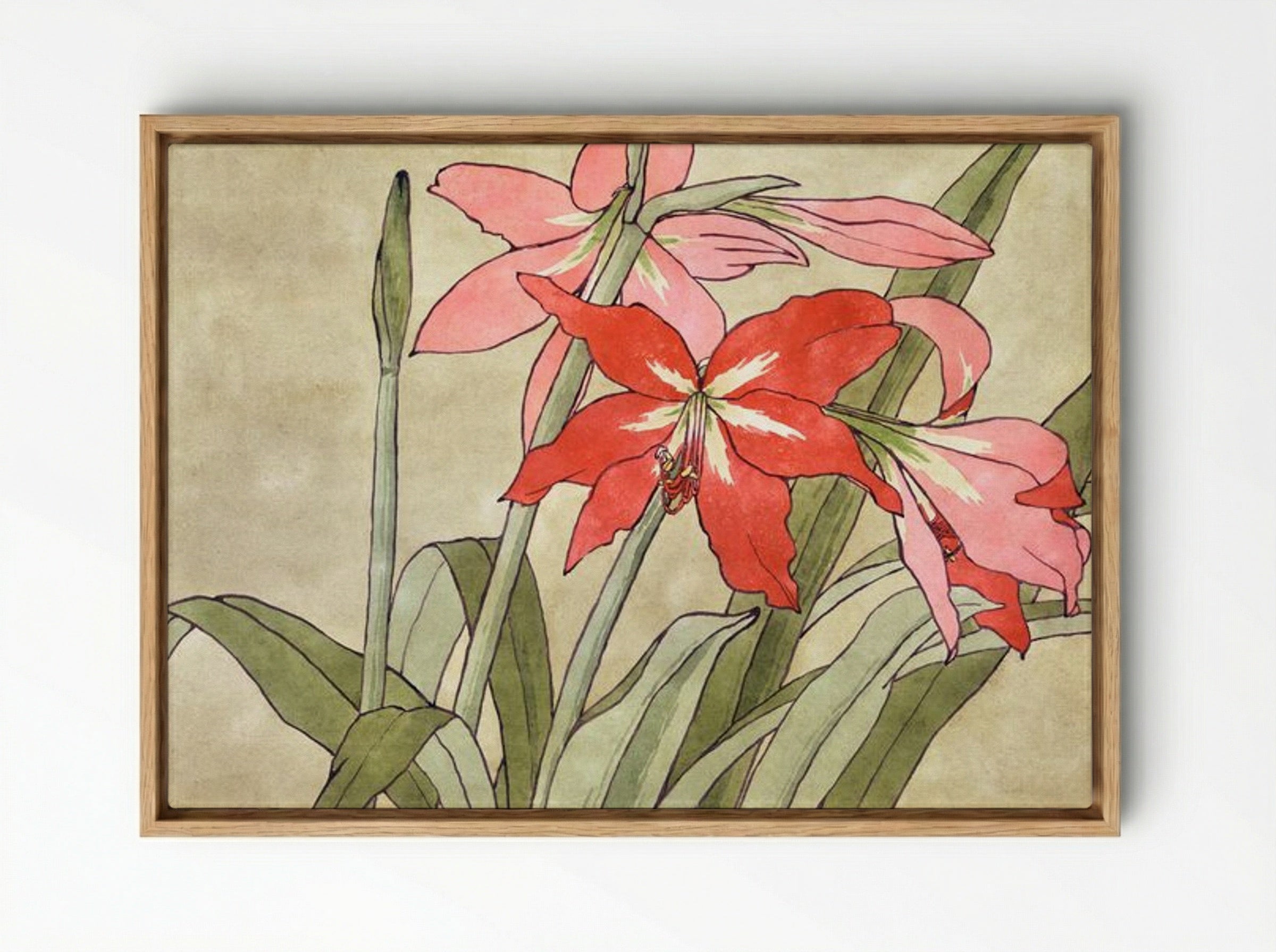 Amaryllis - Hannah Borger Overbeck - Framed Canvas Wood
