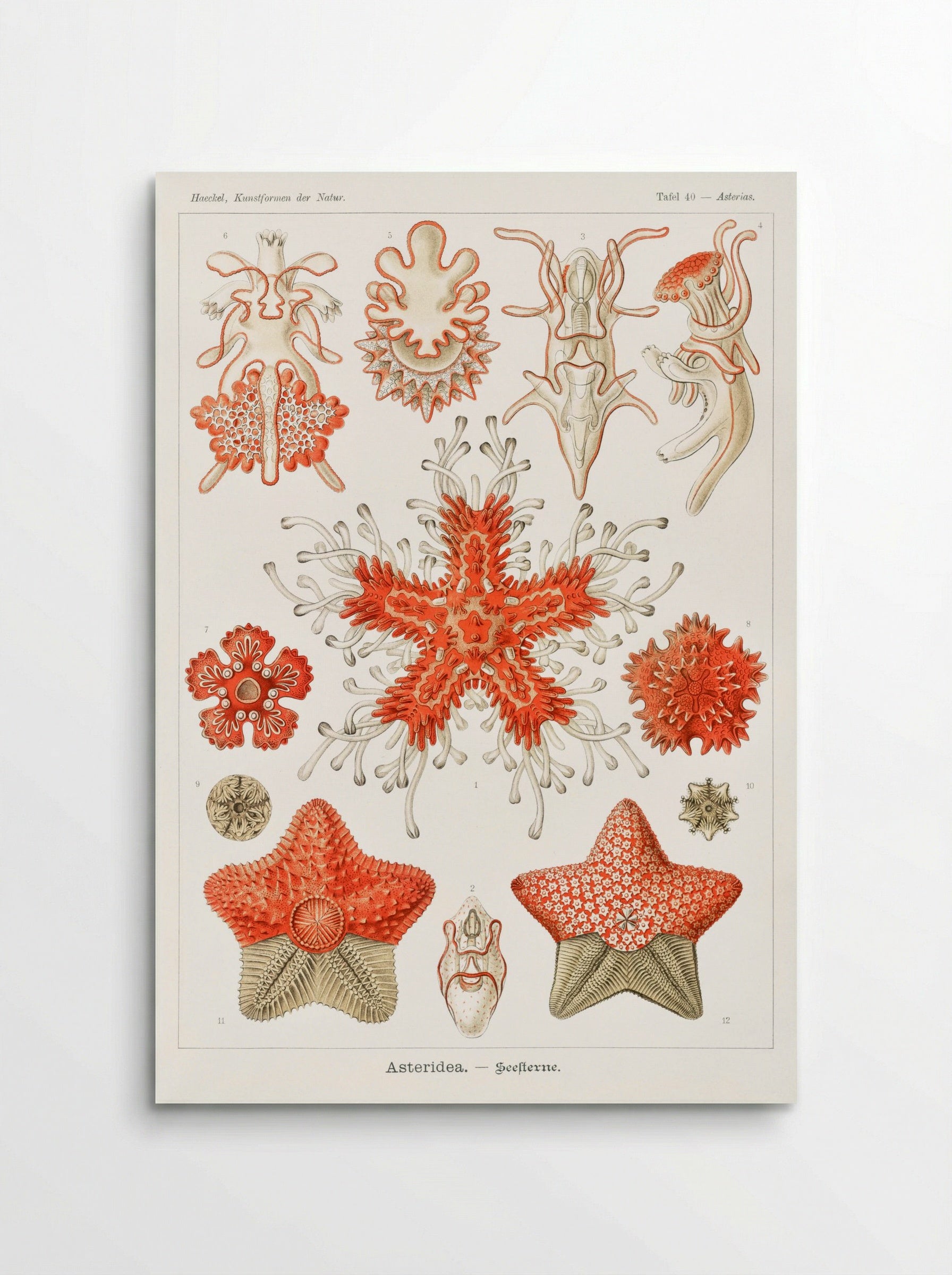 Asteridea-Seesterne (1904) - Ernst Haeckel - Poster