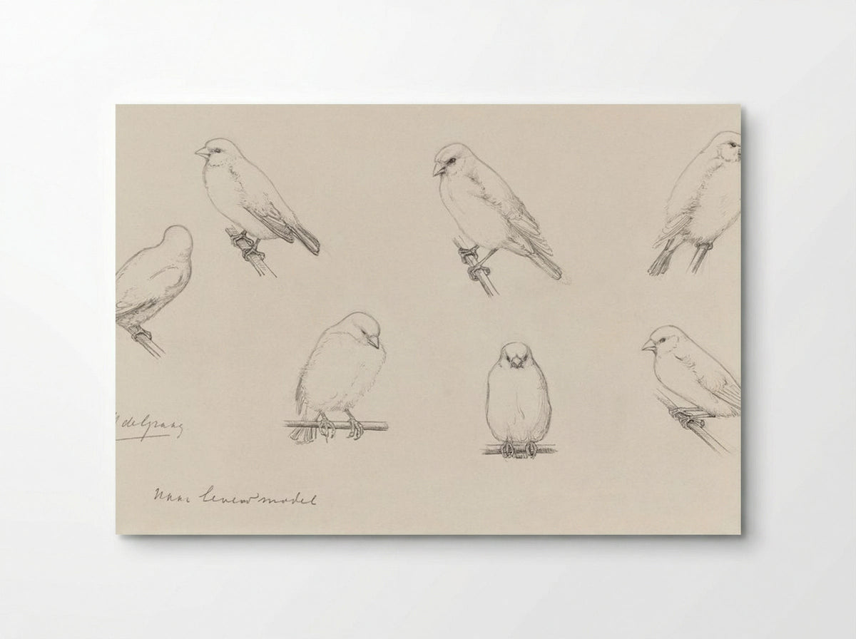 Study of Canaries - Julie de Graag - Poster