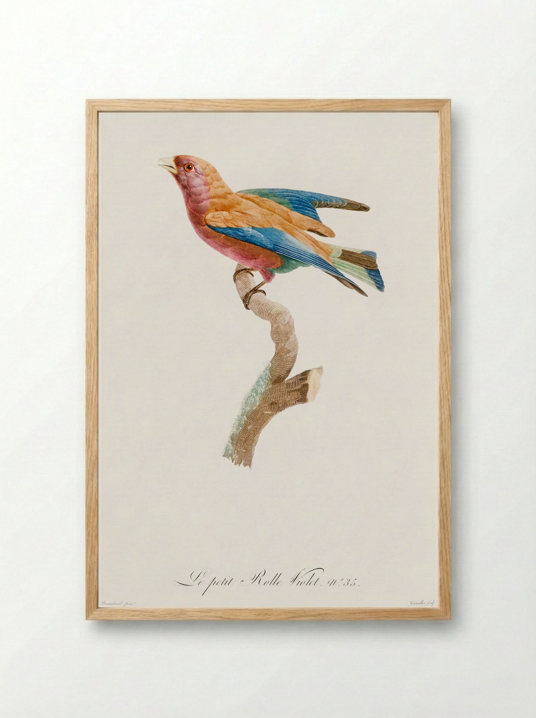 Young Violet Roller - Jacques Barraband - Framed Print Wood