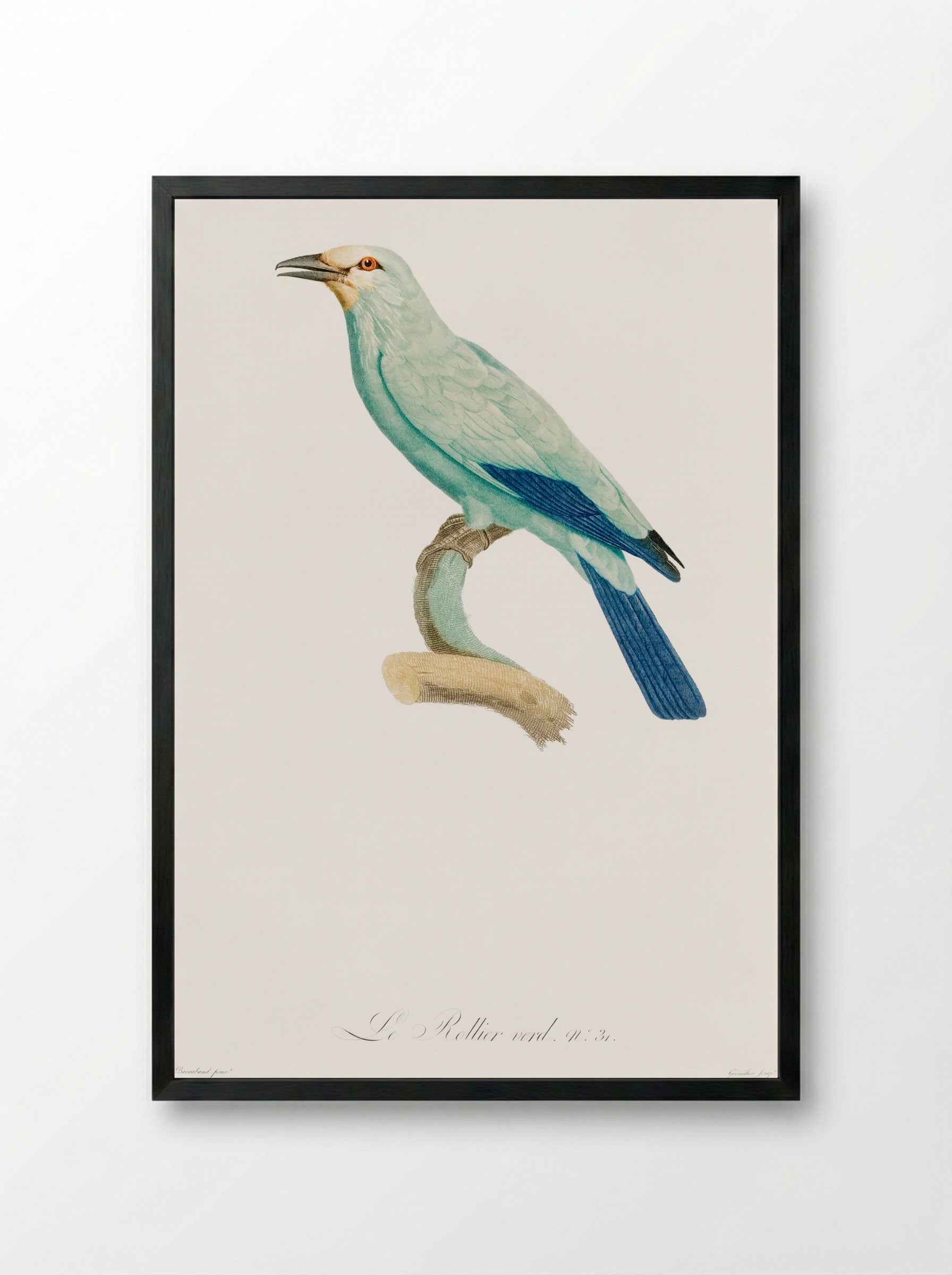 Green Roller - Jacques Barraband - Framed Print Black
