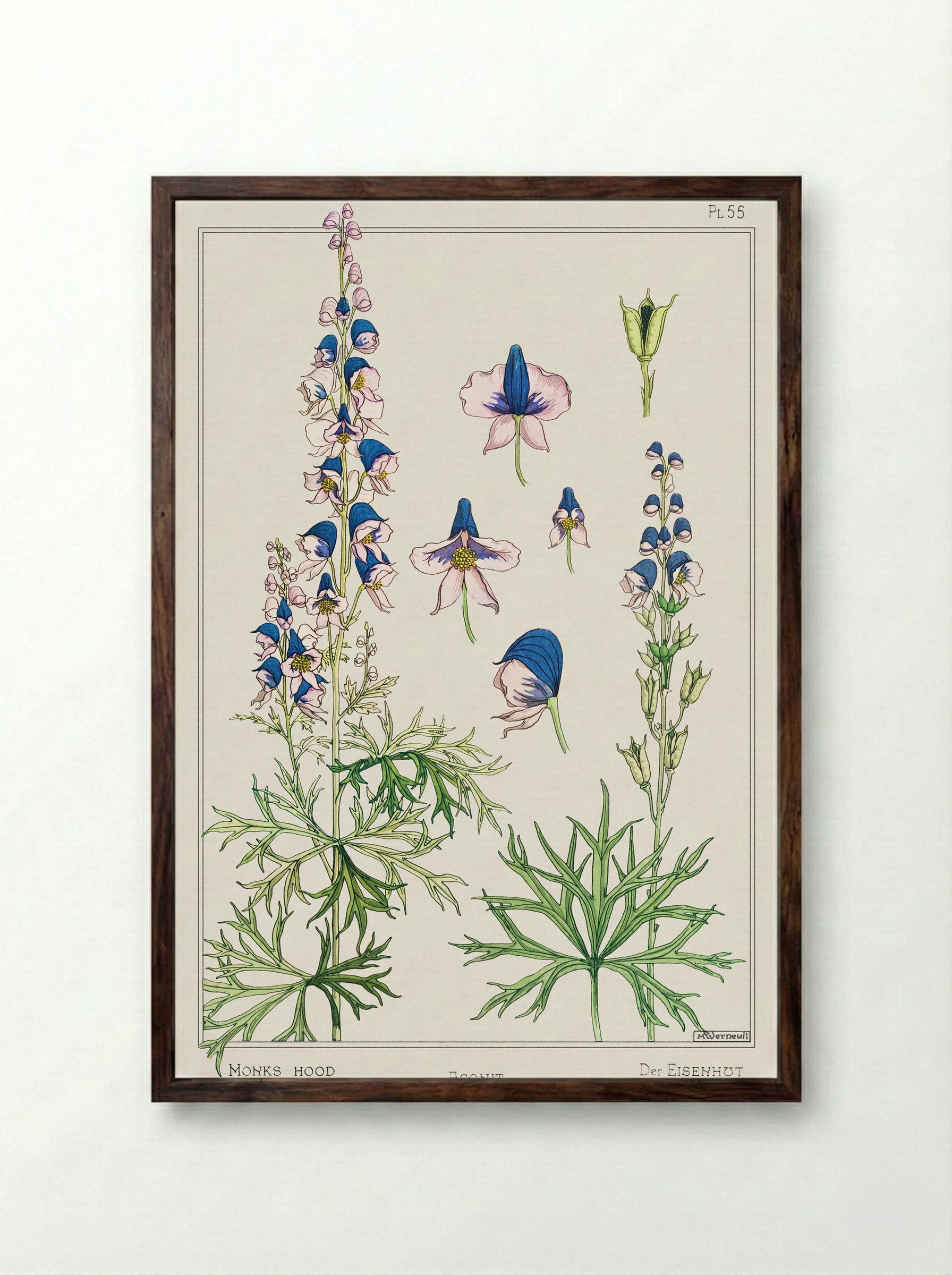 Aconite (Monkshood) - Maurice Pillard Verneuil - Framed Print Dark Wood