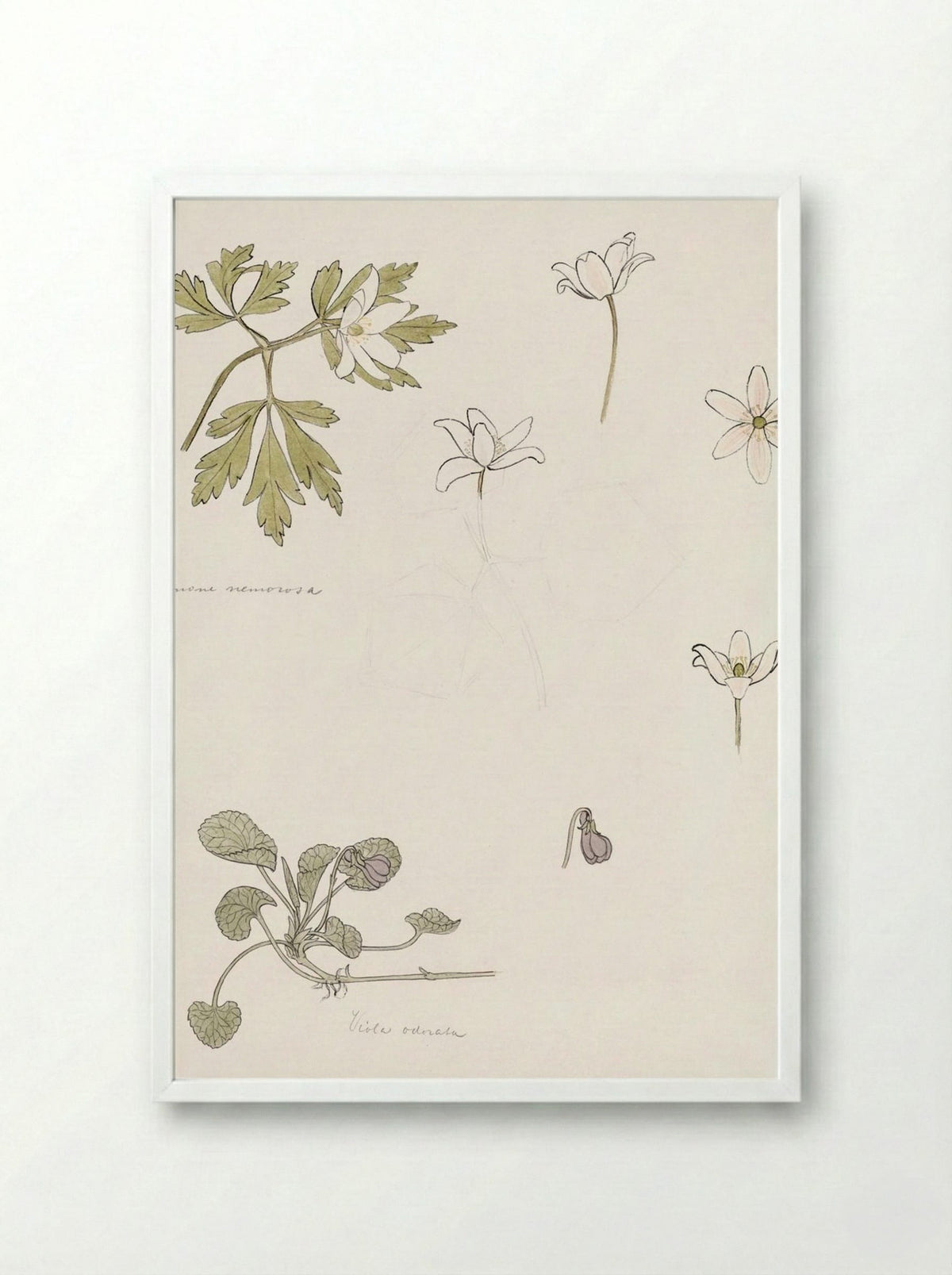 Sketches of Wood Anemone and Sweet Violet - Julie de Graag - Framed Print White