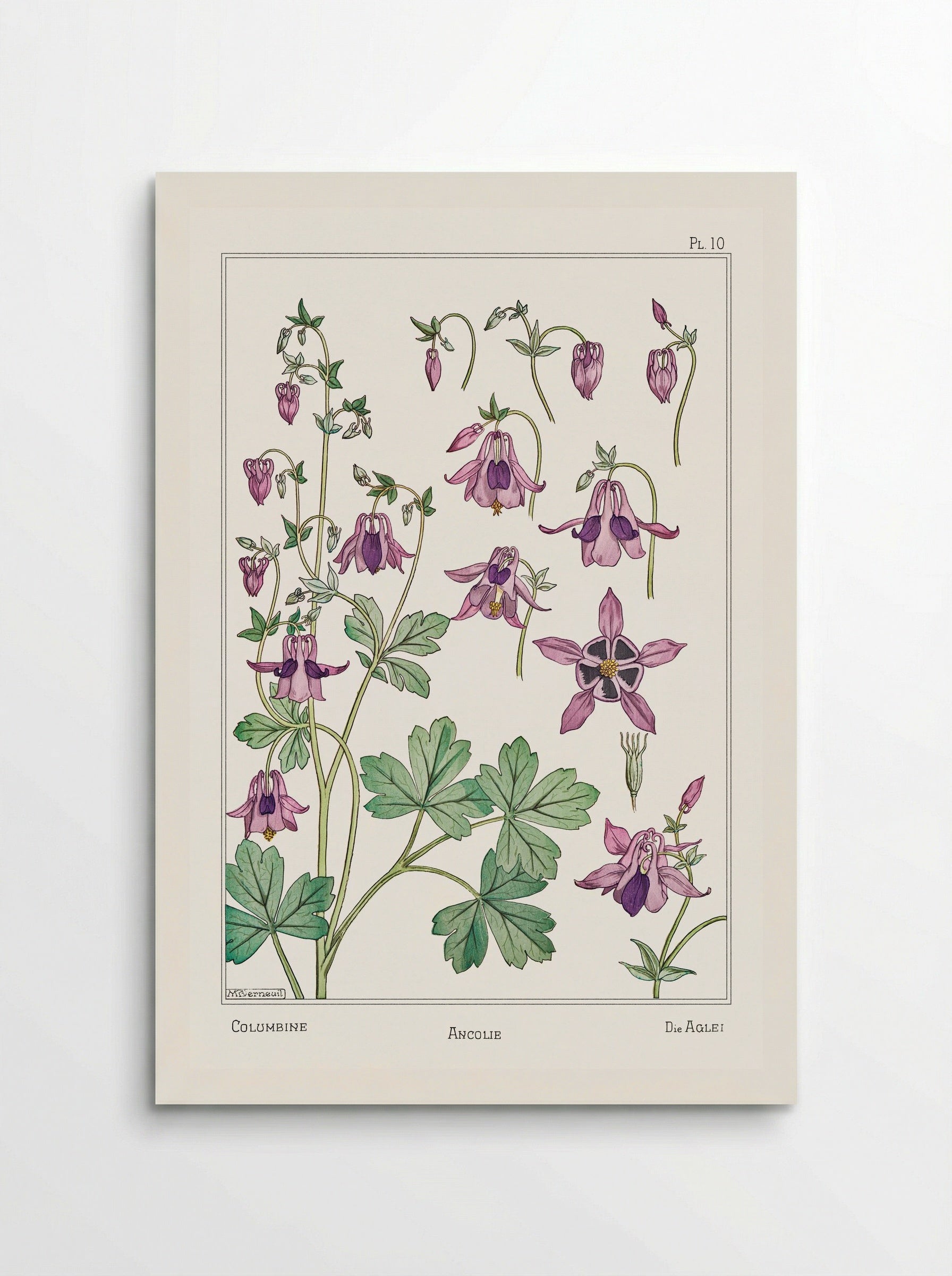 Ancolie (Columbine) from La Plante et ses Applications ornementales - Maurice Pillard Verneuil - Poster