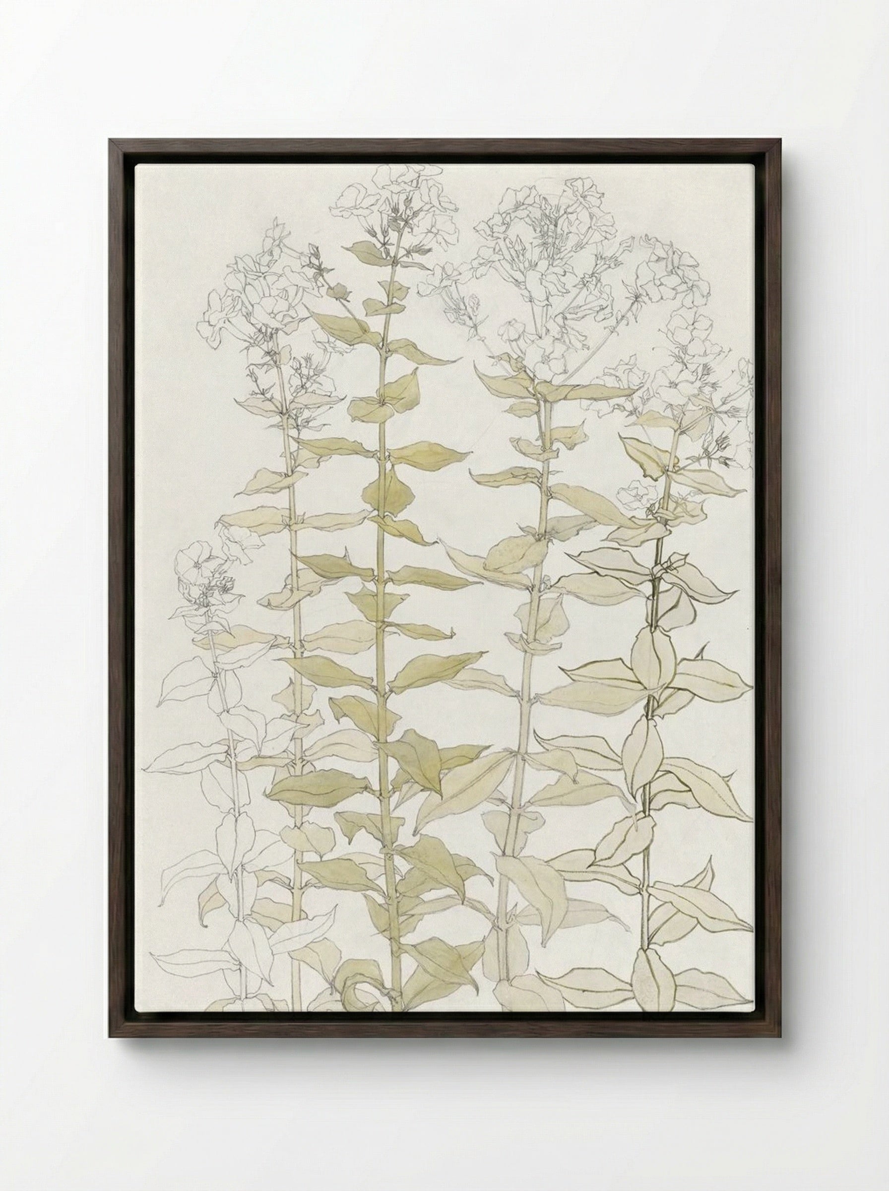 Phlox (Colour Sketch) - Julie de Graag - Framed Canvas Dark Wood