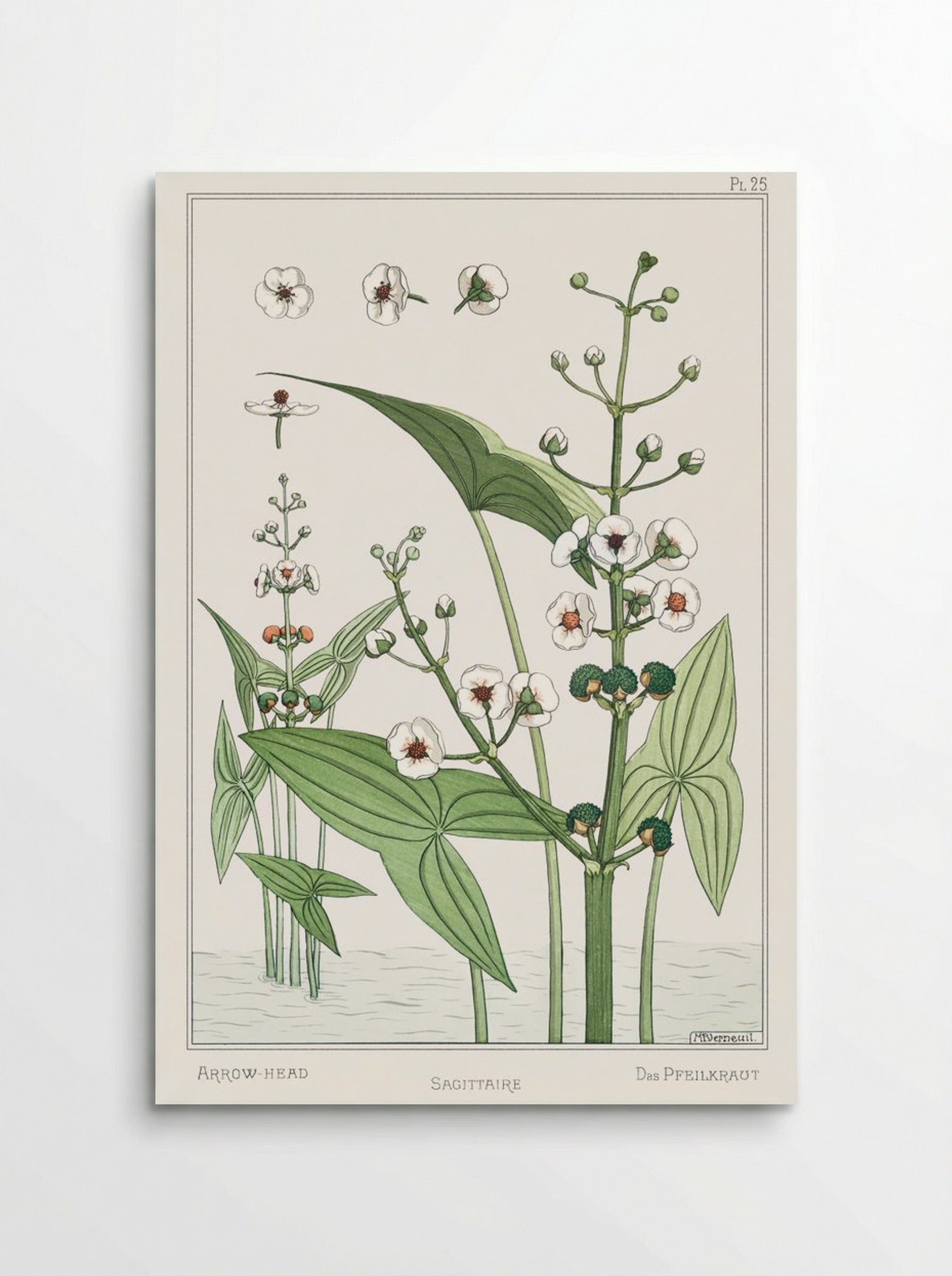 Sagittaire (Arrowhead) from La Plante et ses Applications ornementales - Maurice Pillard Verneuil - Poster