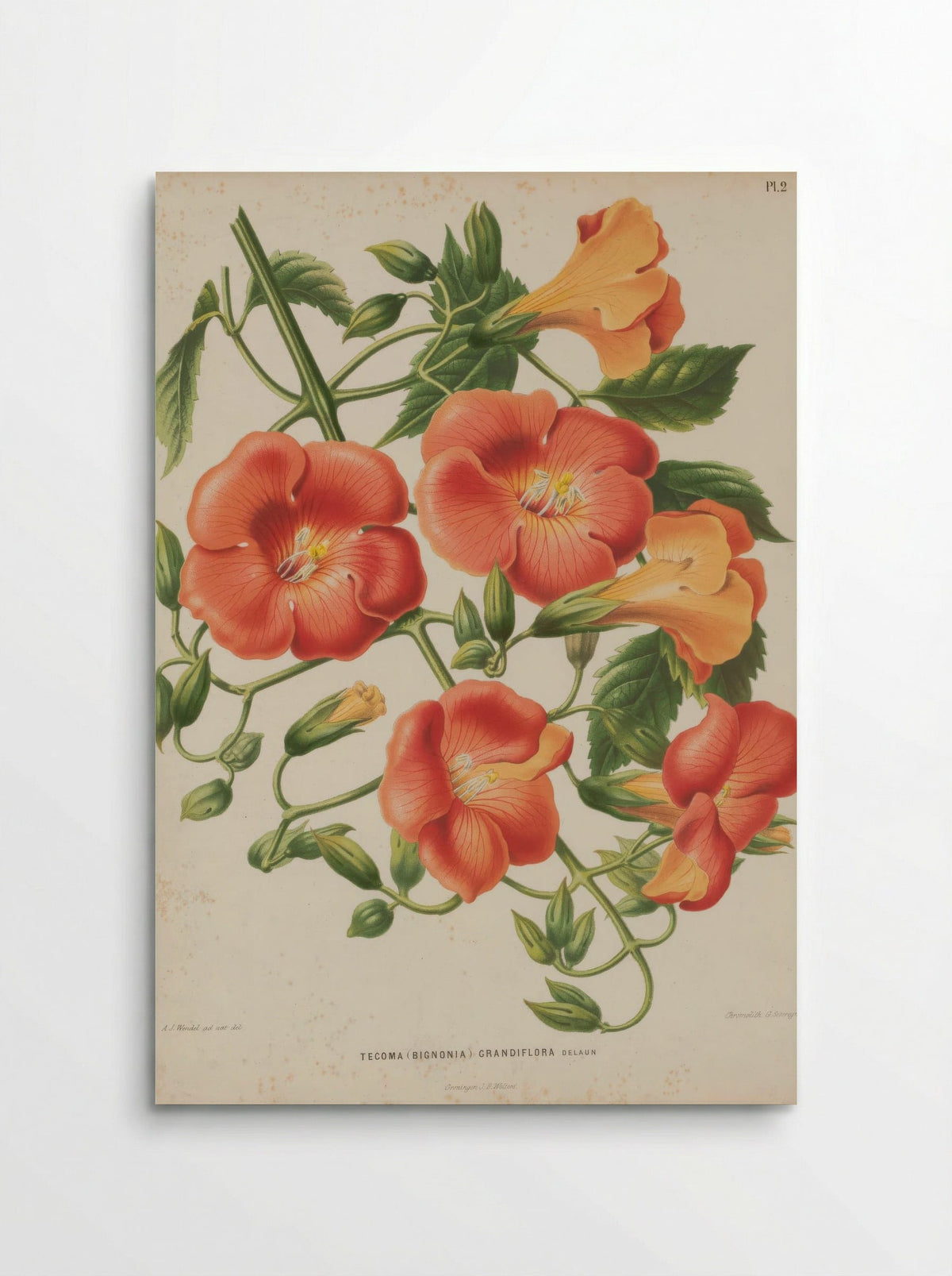 Campsis Grandiflora Thunb. Schumann - A. J. Wendel - Poster