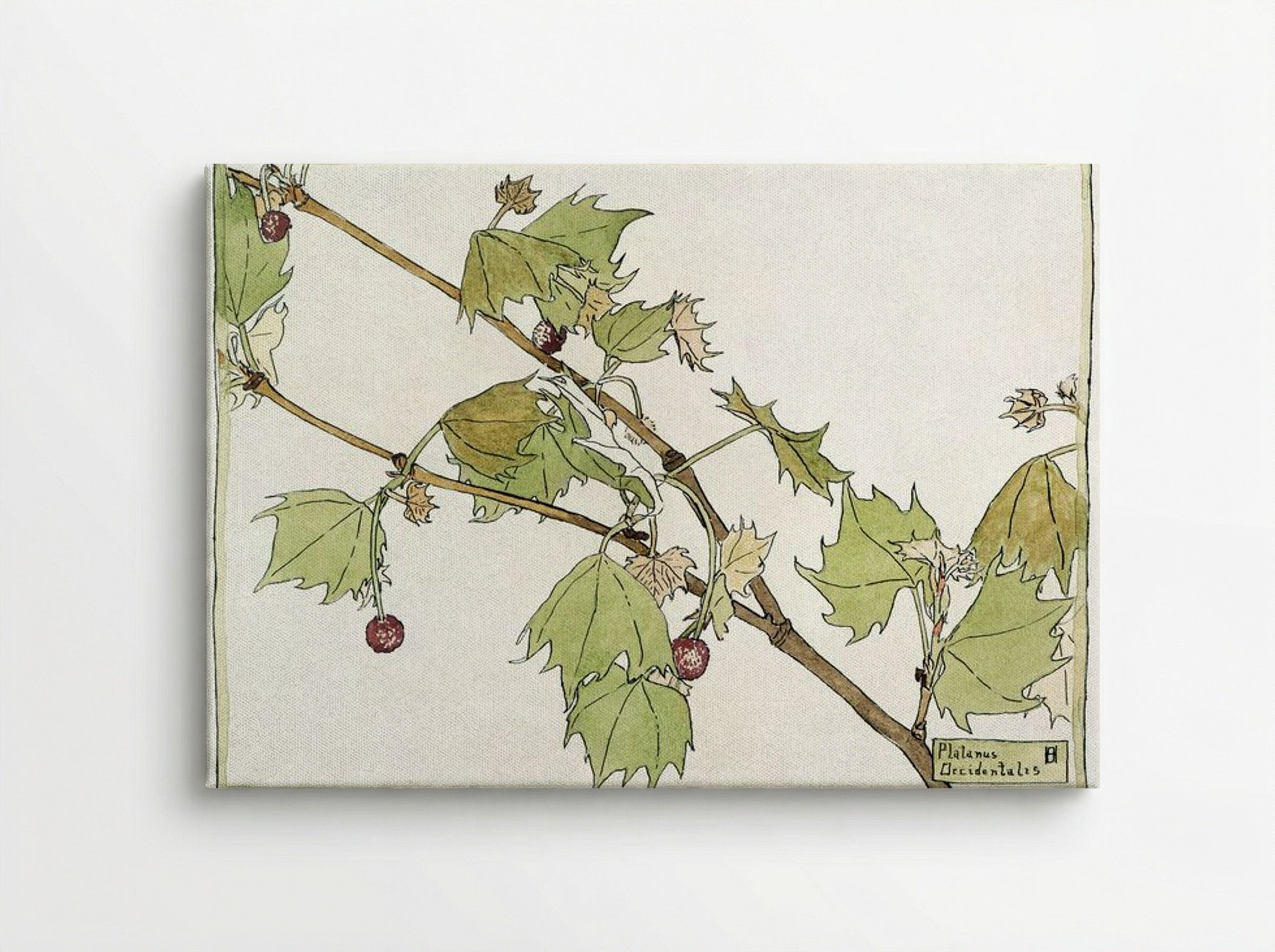 Sycamore - Hannah Borger Overbeck - Canvas