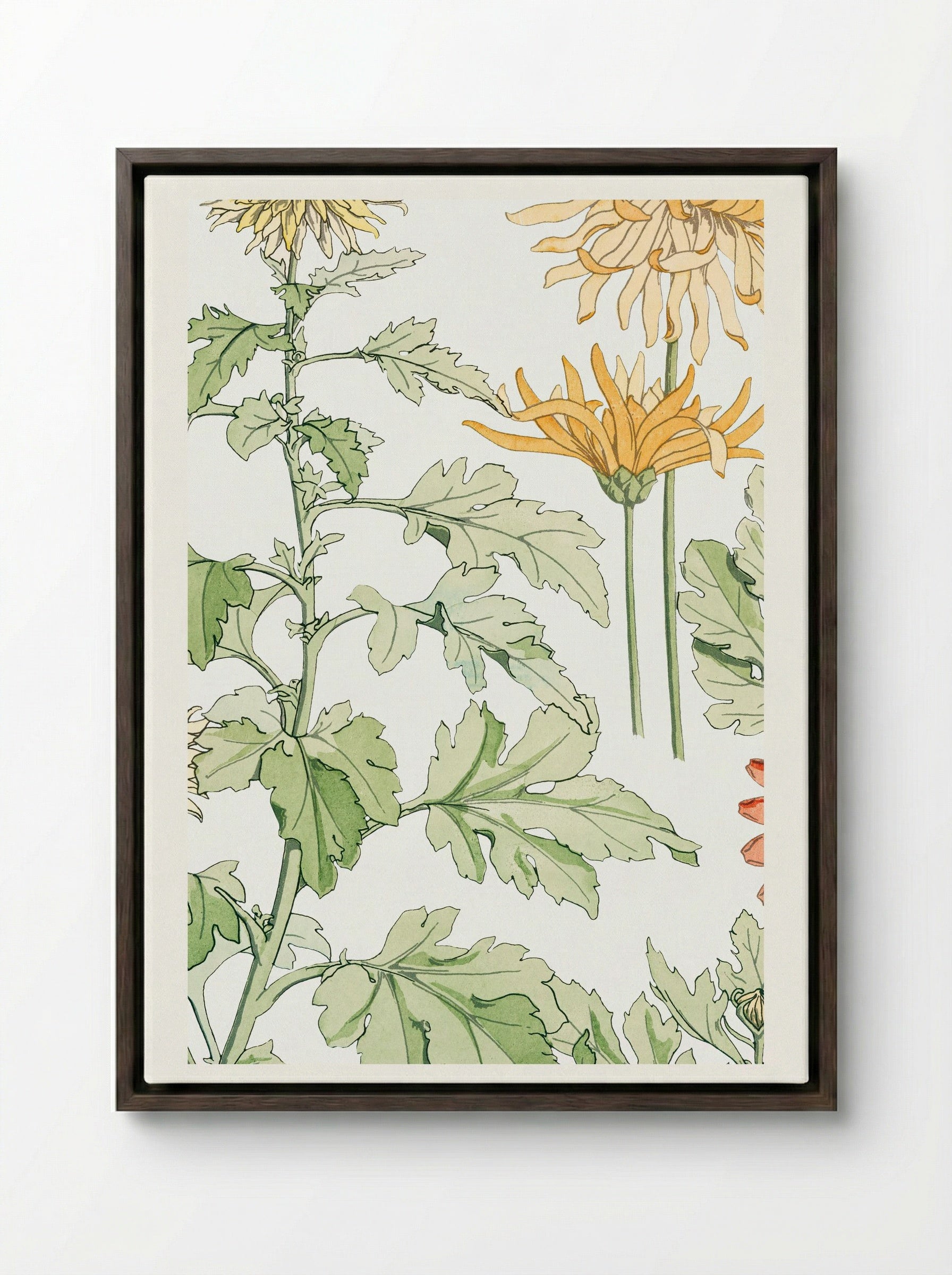 Chrysanthème (Chrysanthemum) - Maurice Pillard Verneuil - Framed Canvas Dark Wood