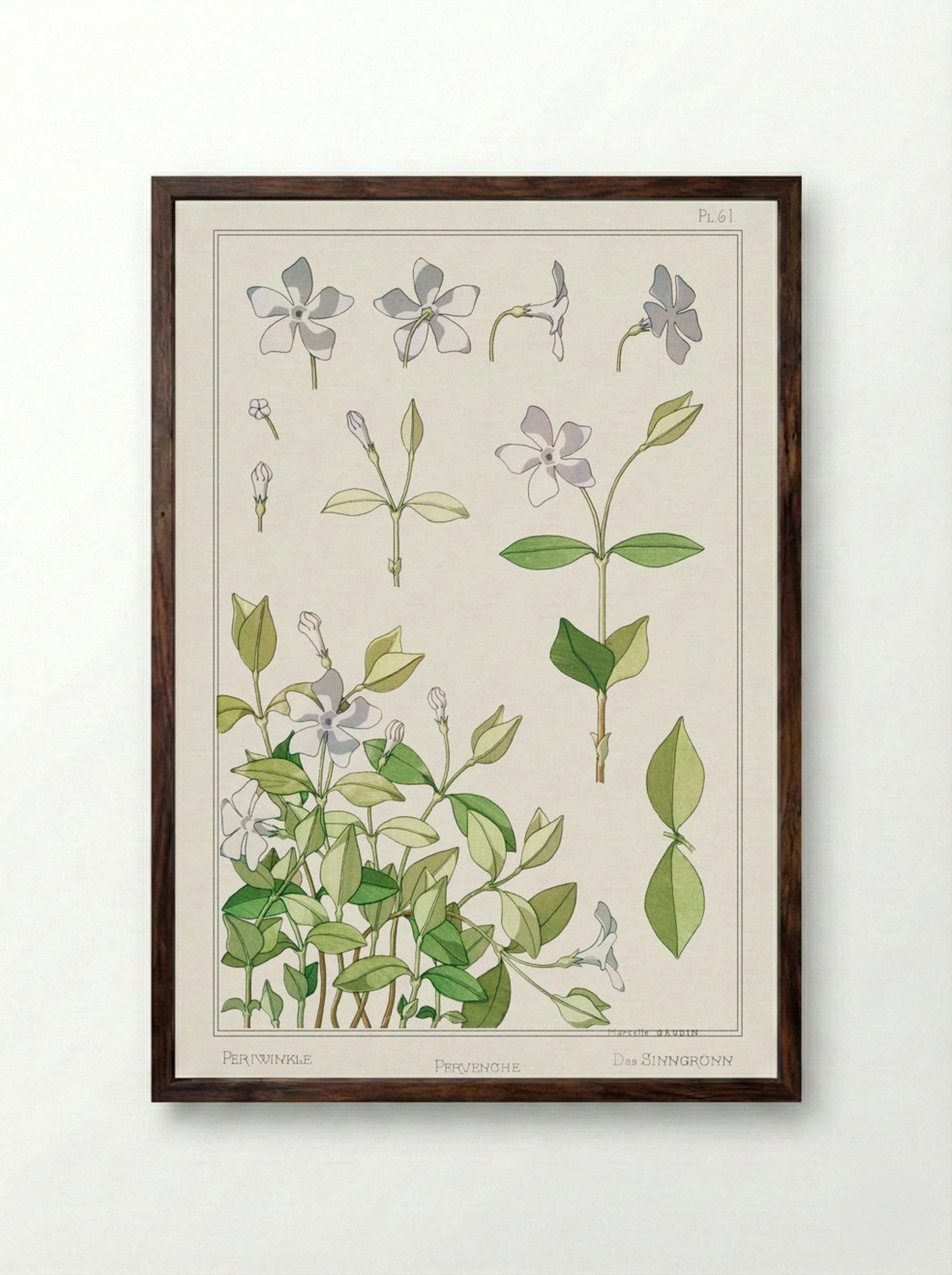 Pervenche (Periwinkle) from La Plante et ses Applications ornementales - Maurice Pillard Verneuil - Framed Print Dark Wood