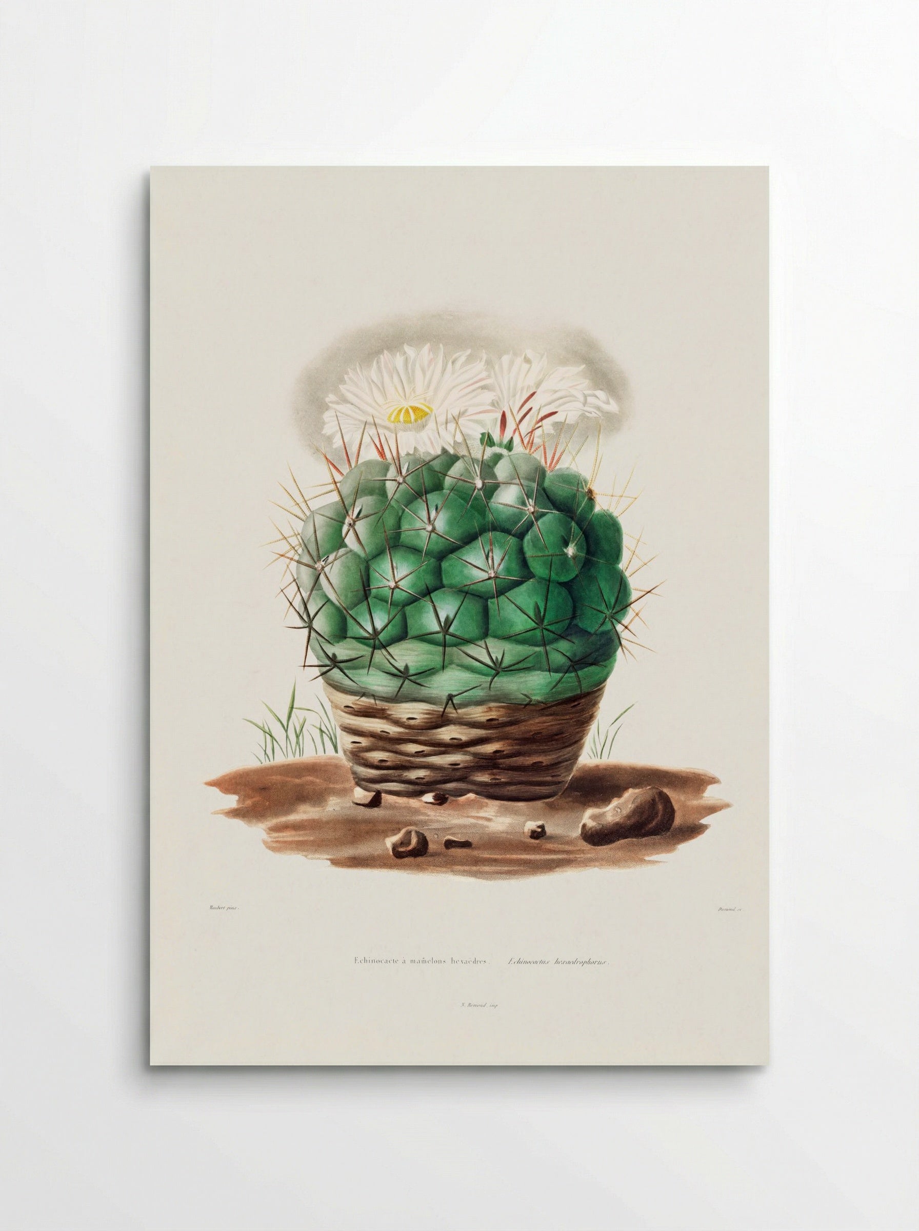Echinocactus Hexaedrophorus - Charles Antoine Lemaire - Poster