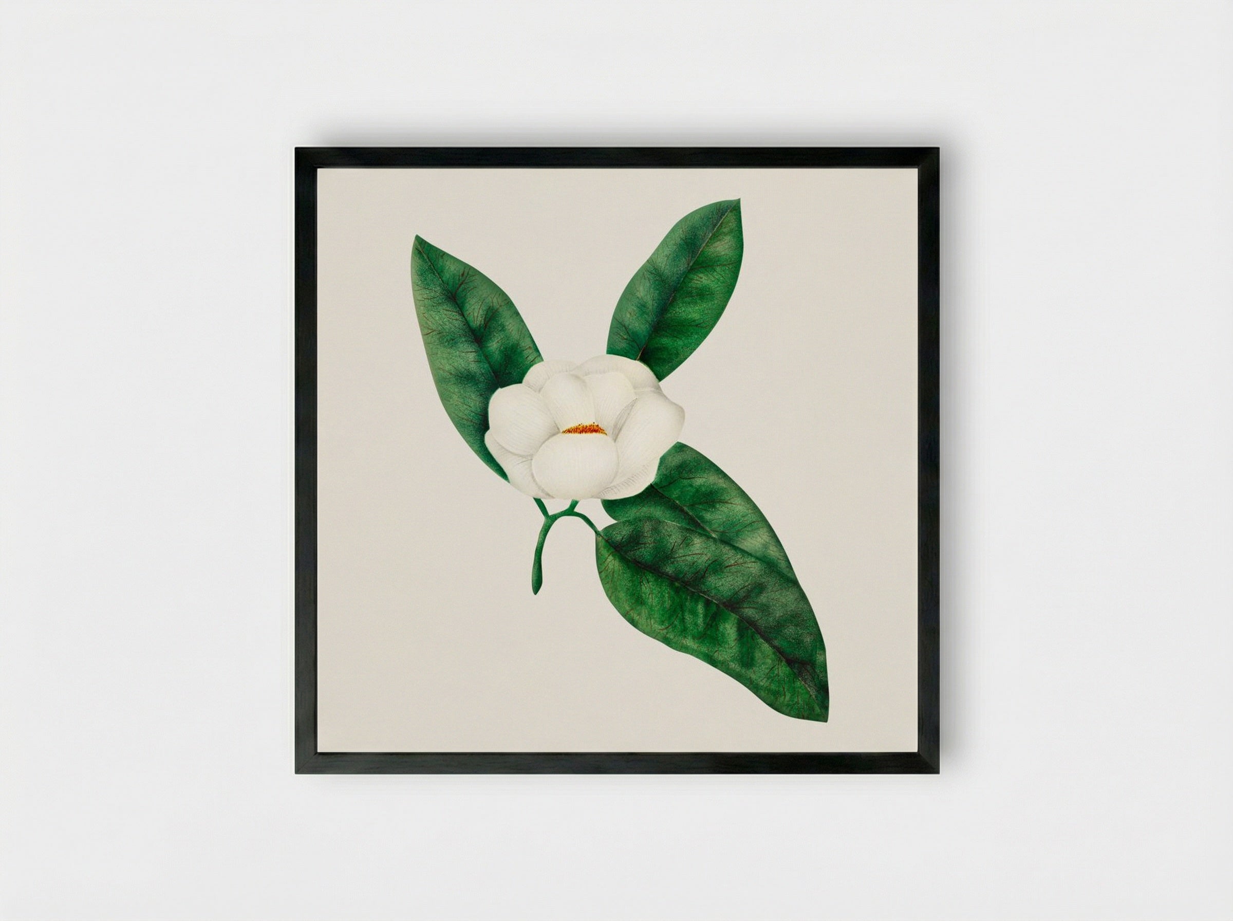 Magnolia - Mary Altha Nims - Framed Print Black