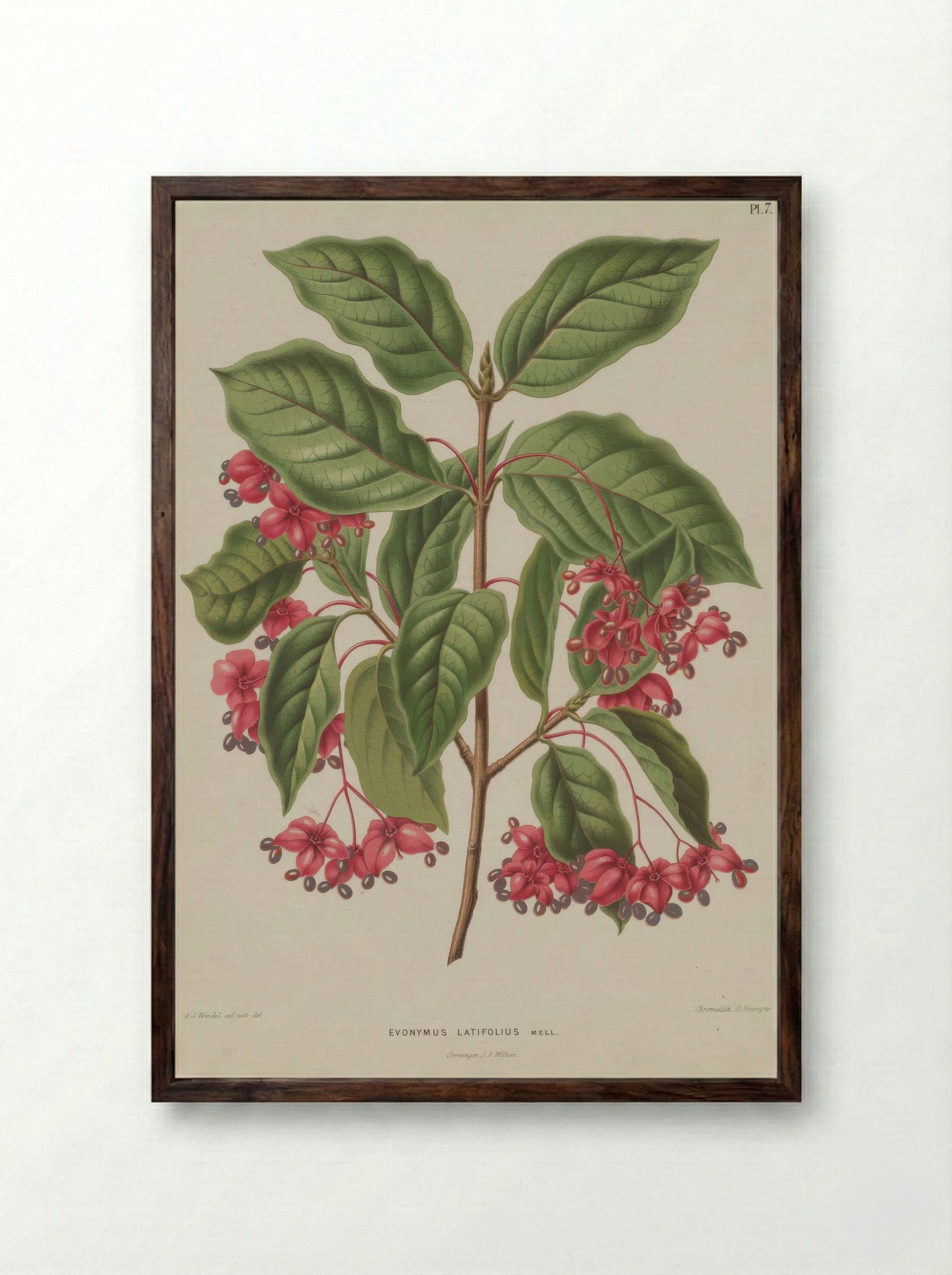 Euonymus Europaeus Var. Latifolius L. - A. J. Wendel - Framed Print Dark Wood