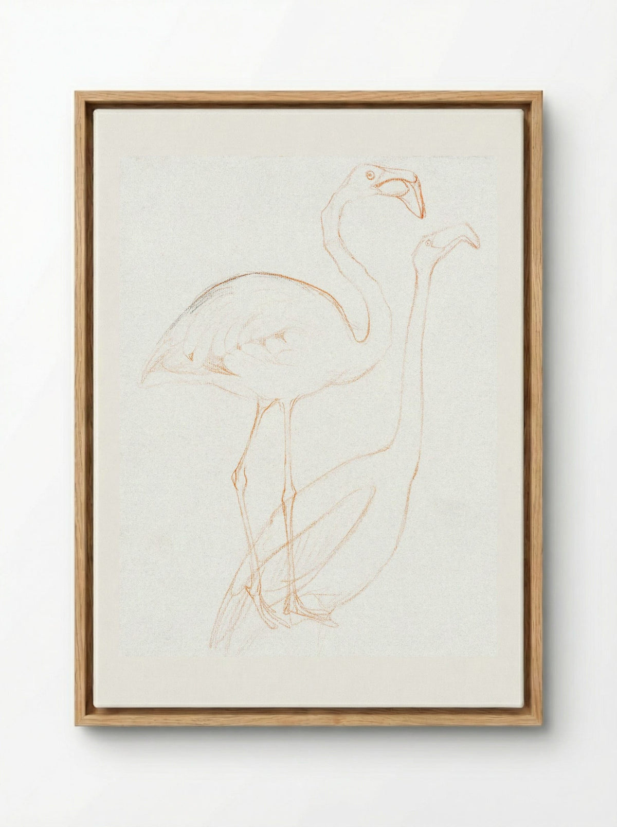 Two Studies of a Flamingo - Theo van Hoytema - Framed Canvas Wood