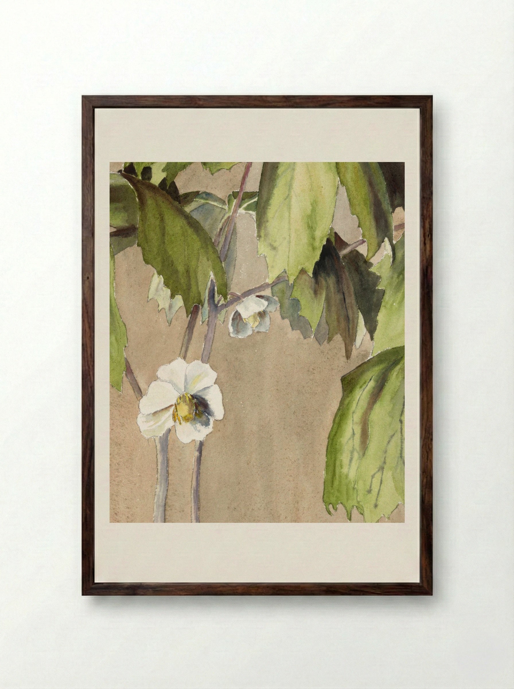 May Apple (1915) - Hannah Borger Overbeck - Framed Print Dark Wood