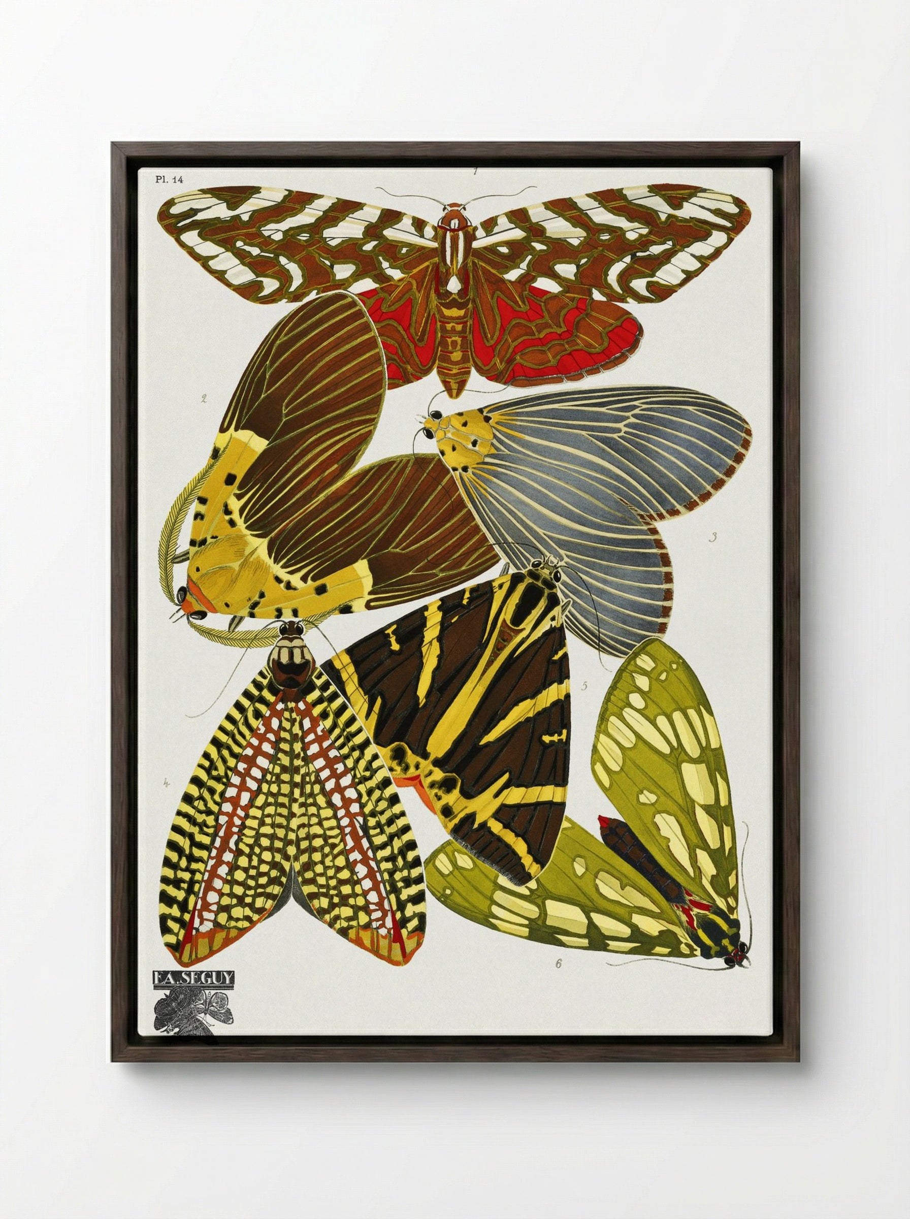 Butterflies, Plate 14 - Émile-Allain Séguy - Framed Canvas Dark Wood