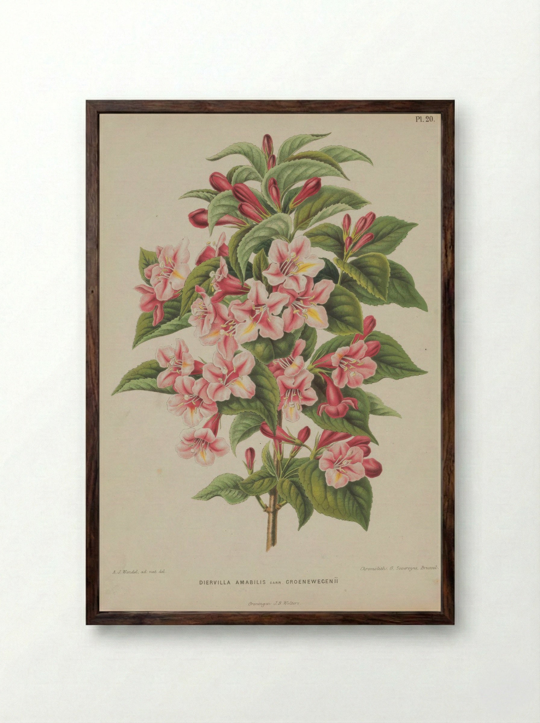 Diervilla Amabilis Carri Re - A. J. Wendel - Framed Print Dark Wood