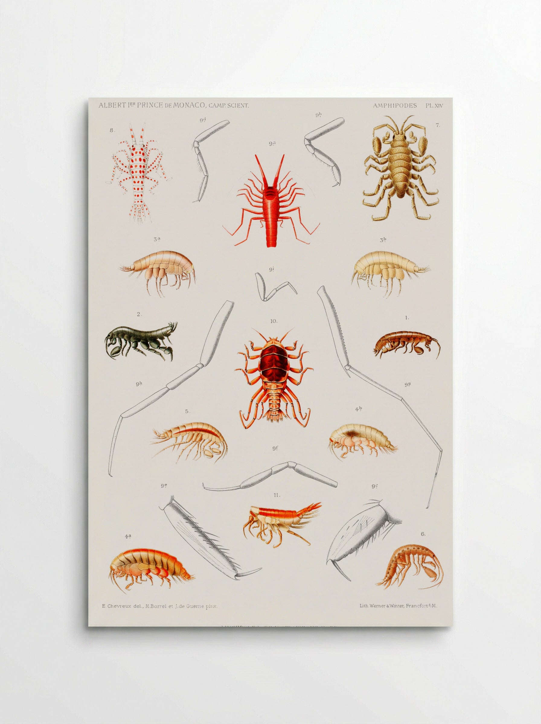 Amphipods of the North Atlantic - Albert I of Monaco - Poster