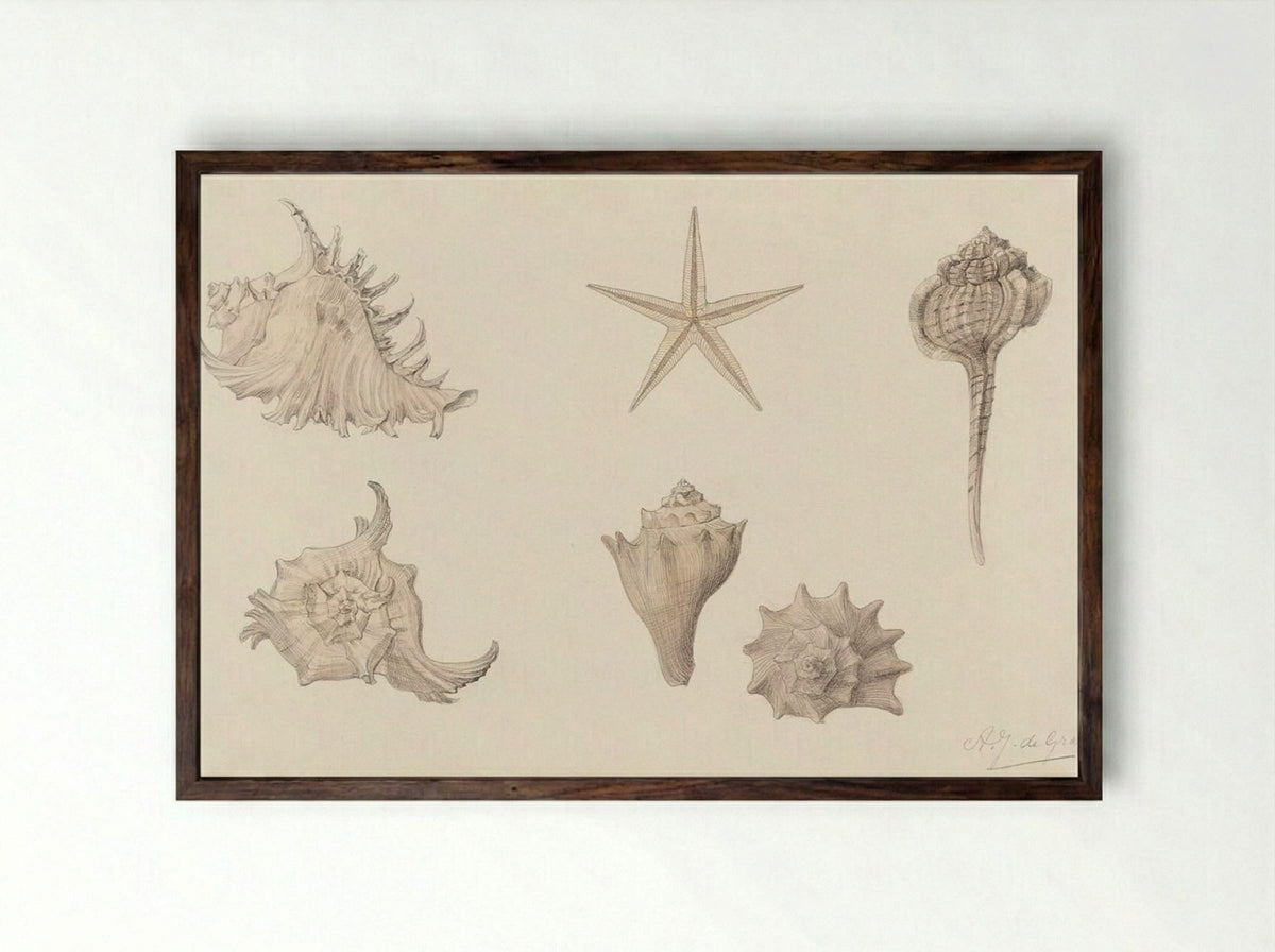 Shells - Julie de Graag - Framed Print Dark Wood