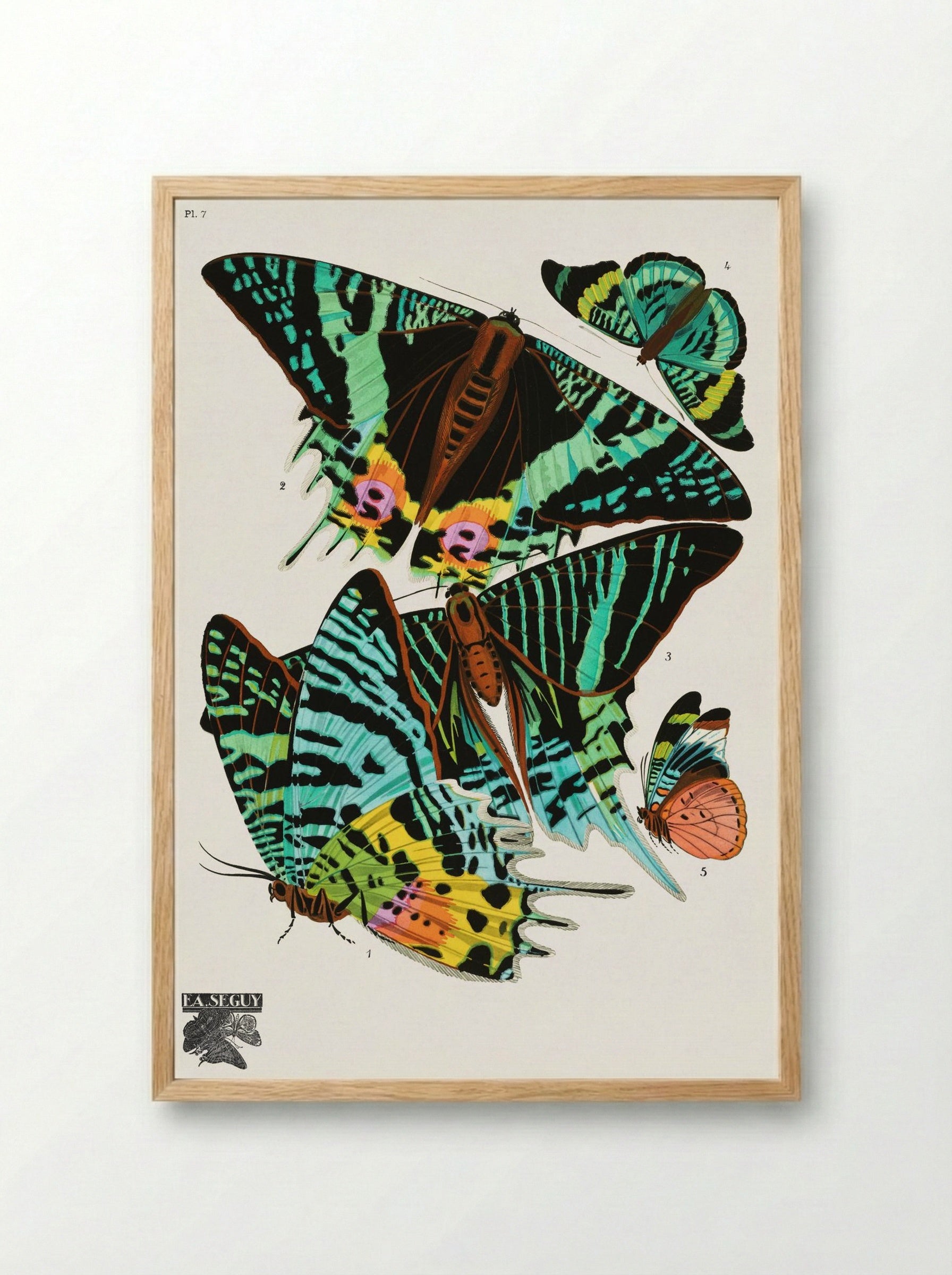 Butterflies (Plate 7) - Émile-Allain Séguy - Framed Print Wood