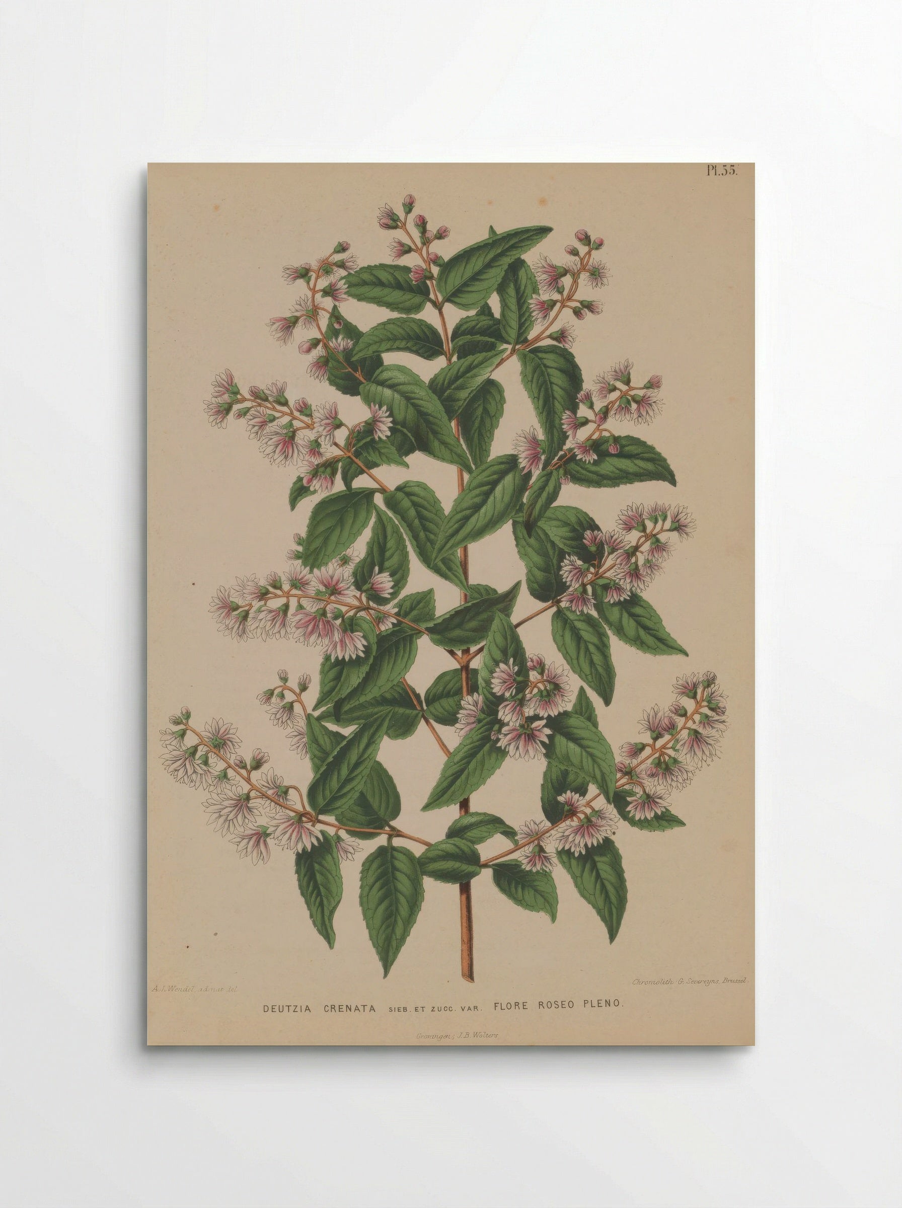 Deutzia Crenata Siebold Zucc. - A. J. Wendel - Poster