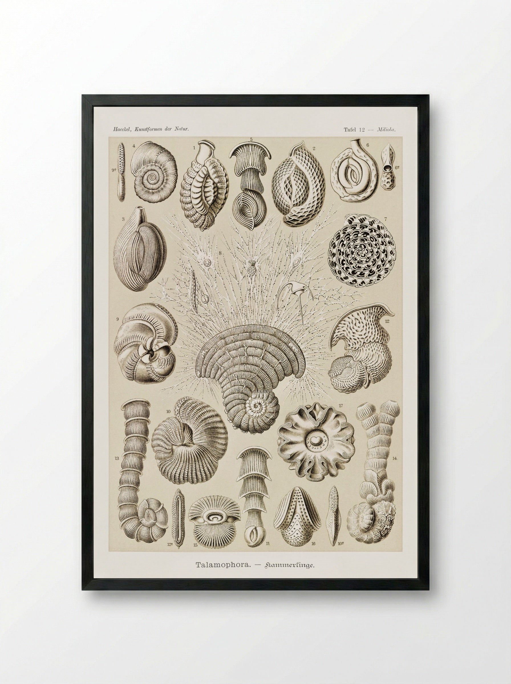 Talamophora-Kammerlinge (1904) - Ernst Haeckel - Framed Print Black