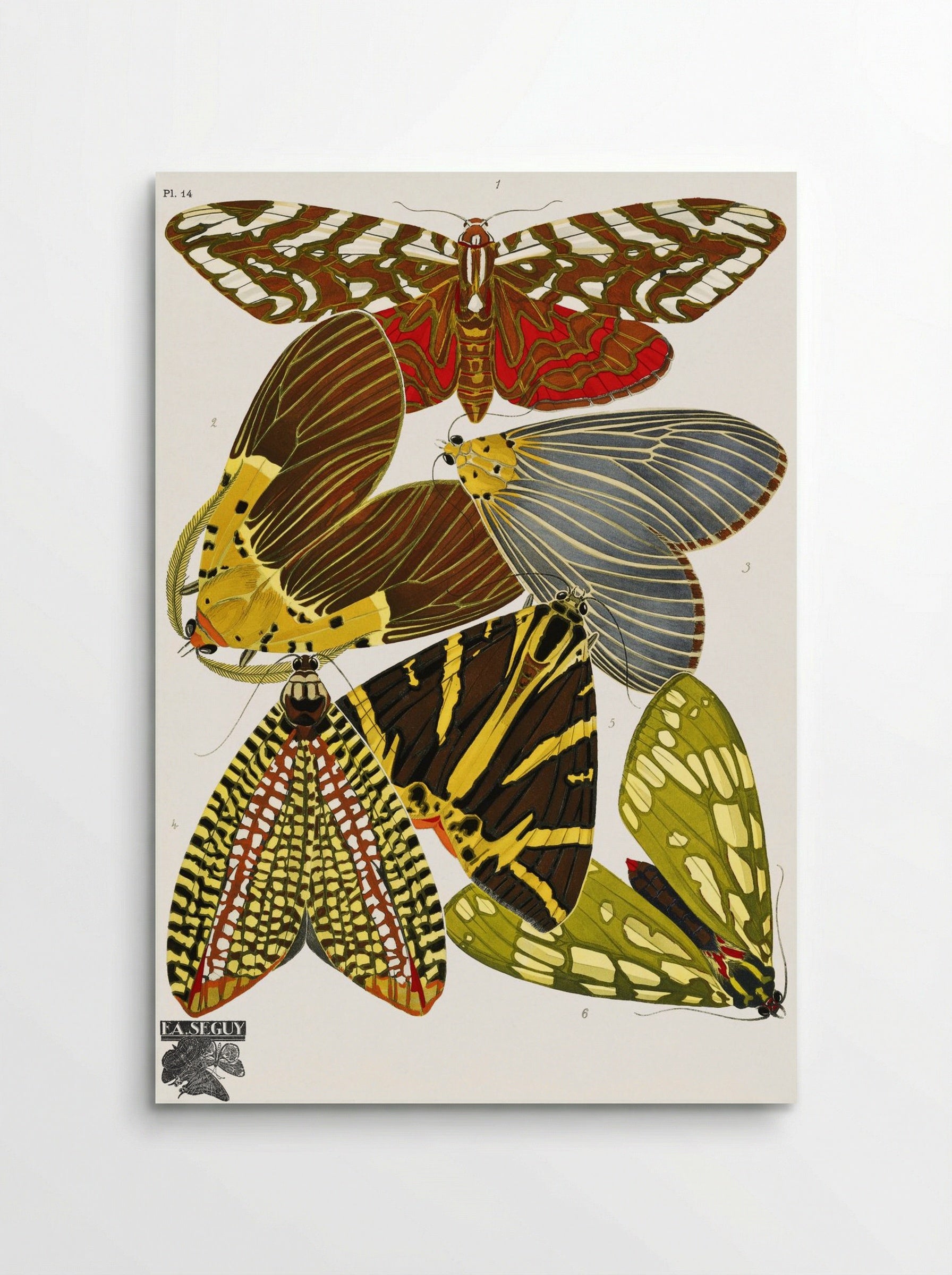 Butterflies, Plate 14 - Émile-Allain Séguy - Poster