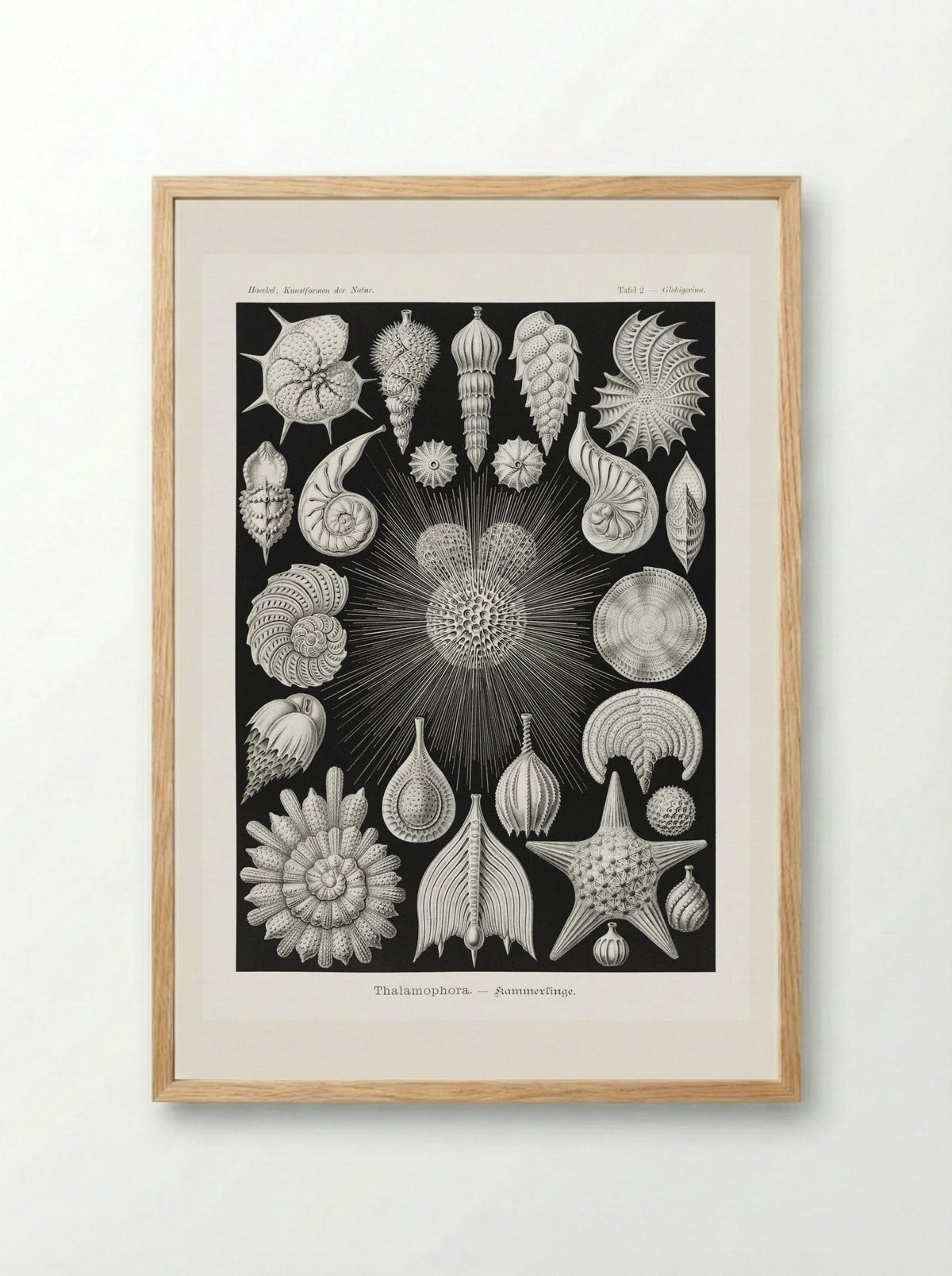 Thalamophora-Kammerlinge (1904) - Ernst Haeckel - Framed Print Wood