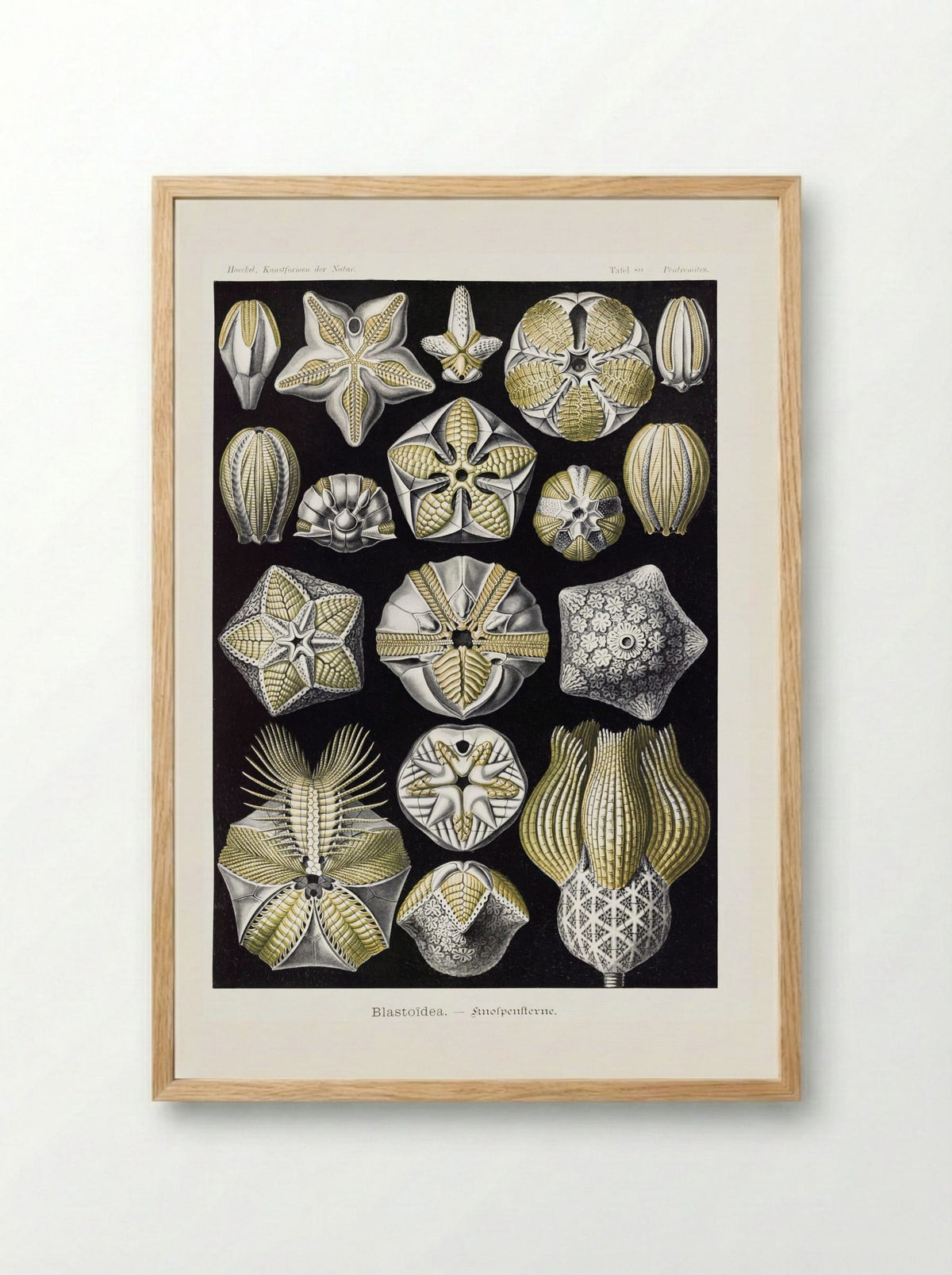 Blastoïdea-Knospensterne (1904) - Ernst Haeckel - Framed Print Wood