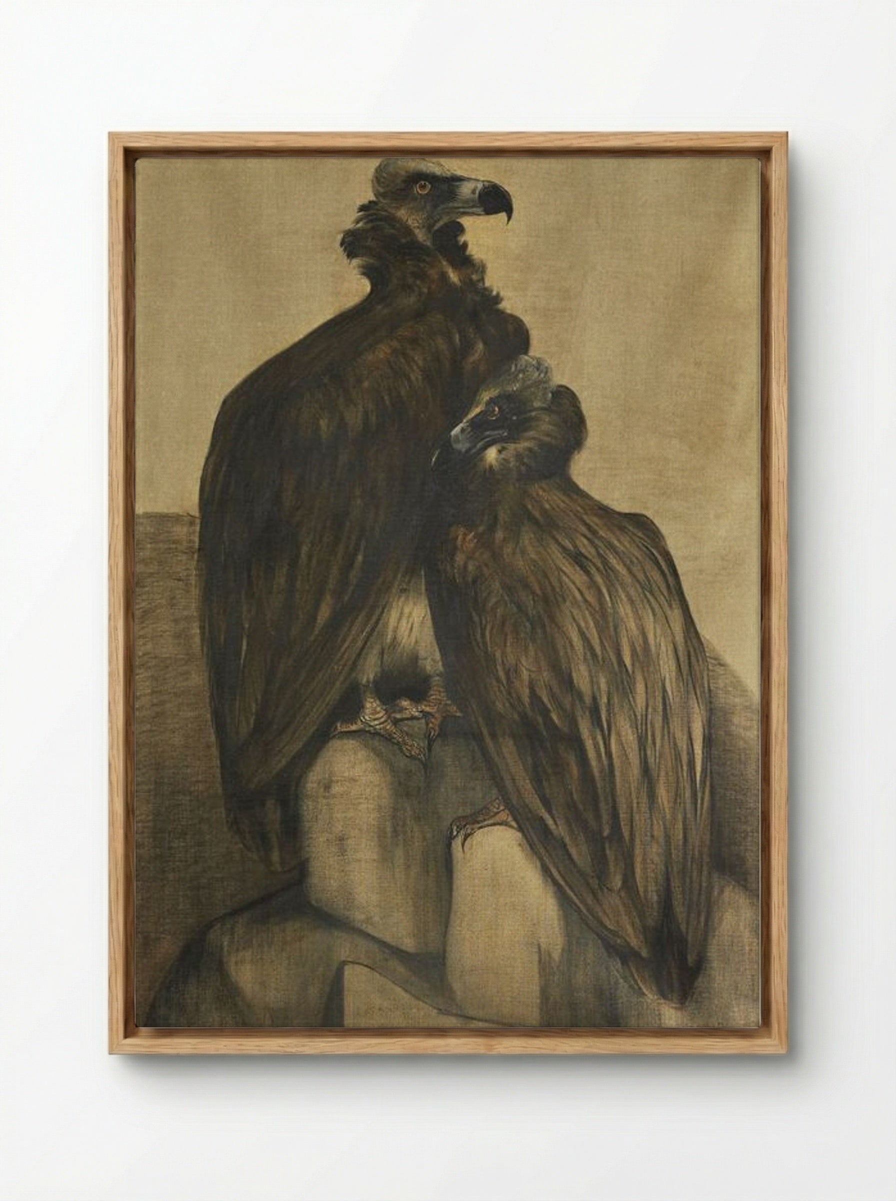 Two Arabian Vultures - Theo van Hoytema - Framed Canvas Wood