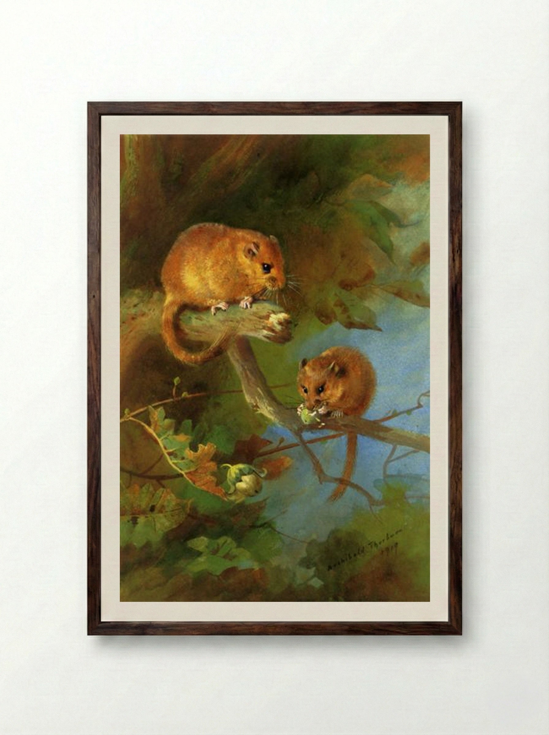 Dormice - Archibald Thorburn - Framed Print Dark Wood