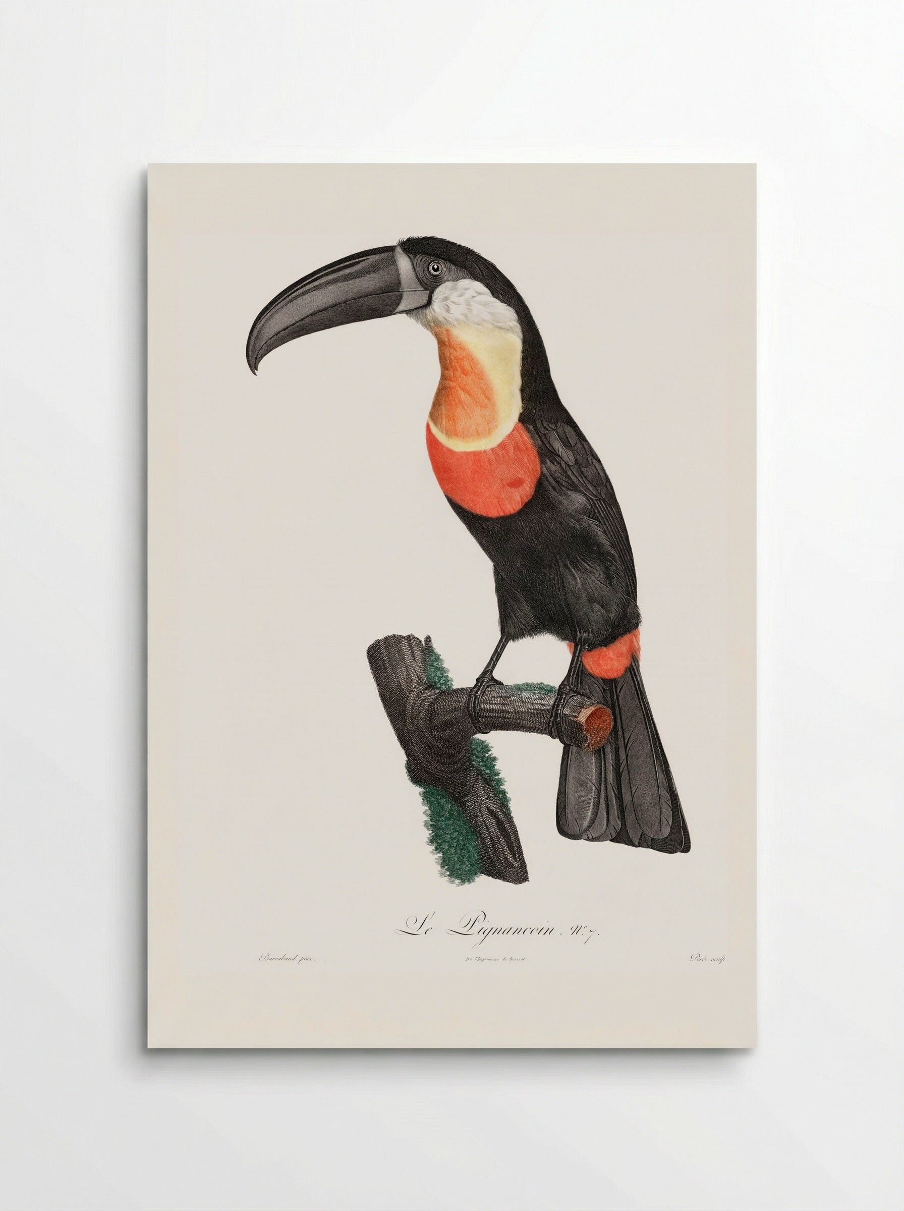 Red-billed Toucan - Jacques Barraband - Poster