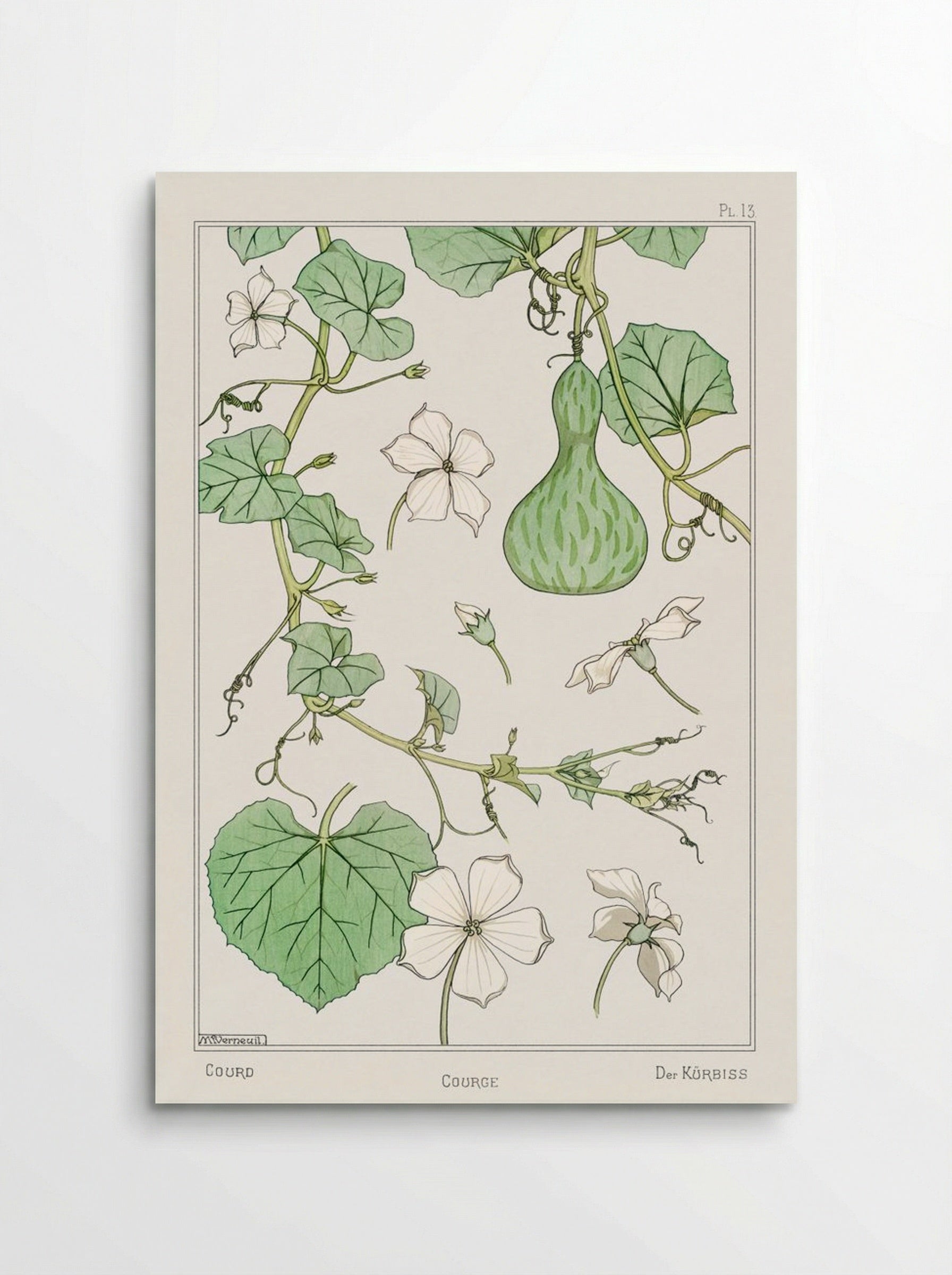 Courge (White-Flowered Gourd) - Maurice Pillard Verneuil - Poster