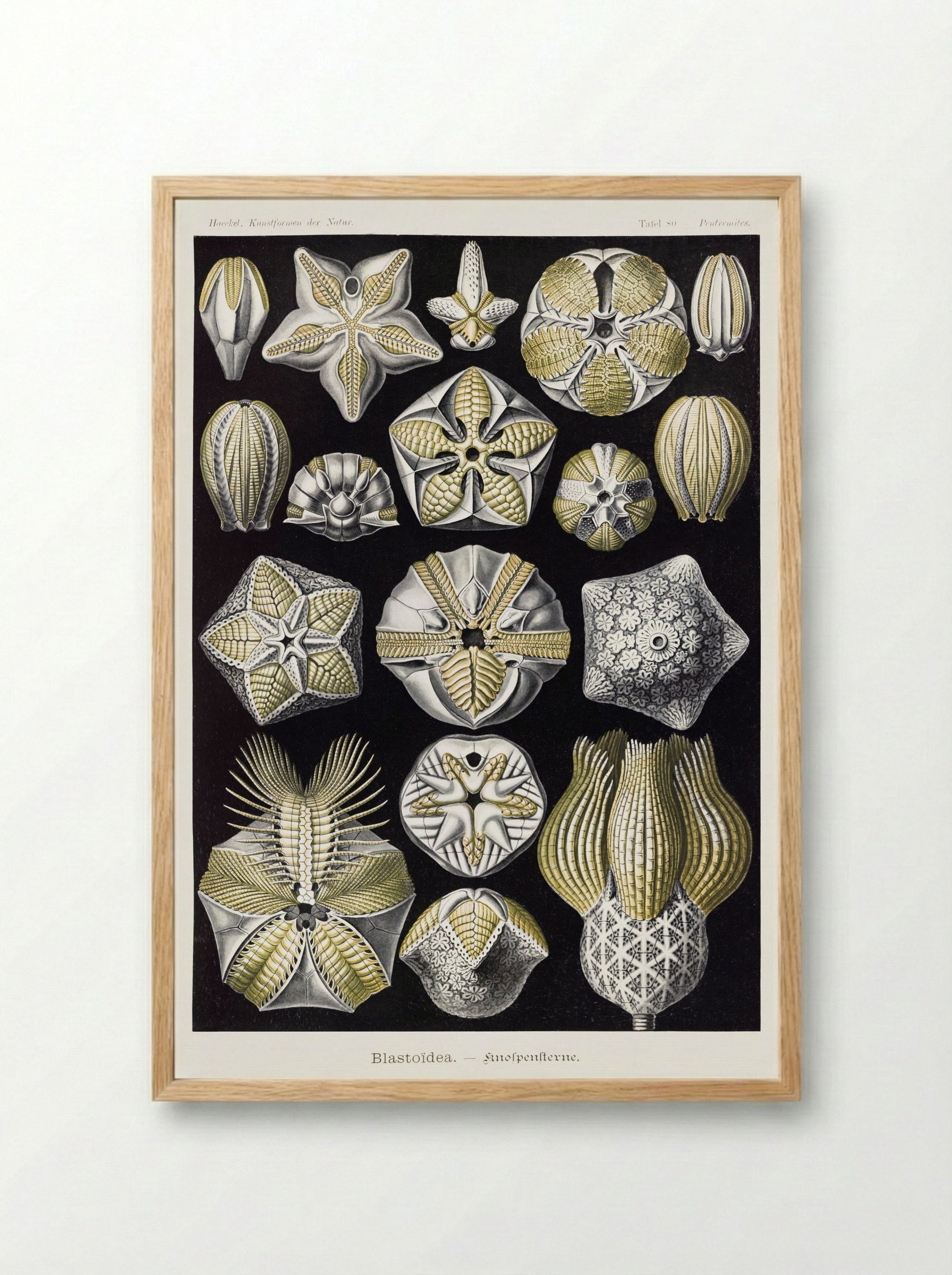 Blastoïdea-Knospensterne (1904) - Ernst Haeckel - Framed Print Wood