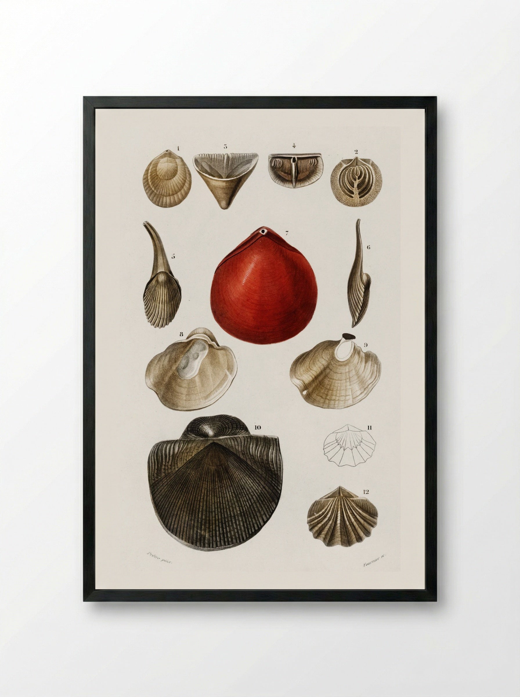 Different Types of Mollusks - Charles Dessalines D'Orbigny - Framed Print Black