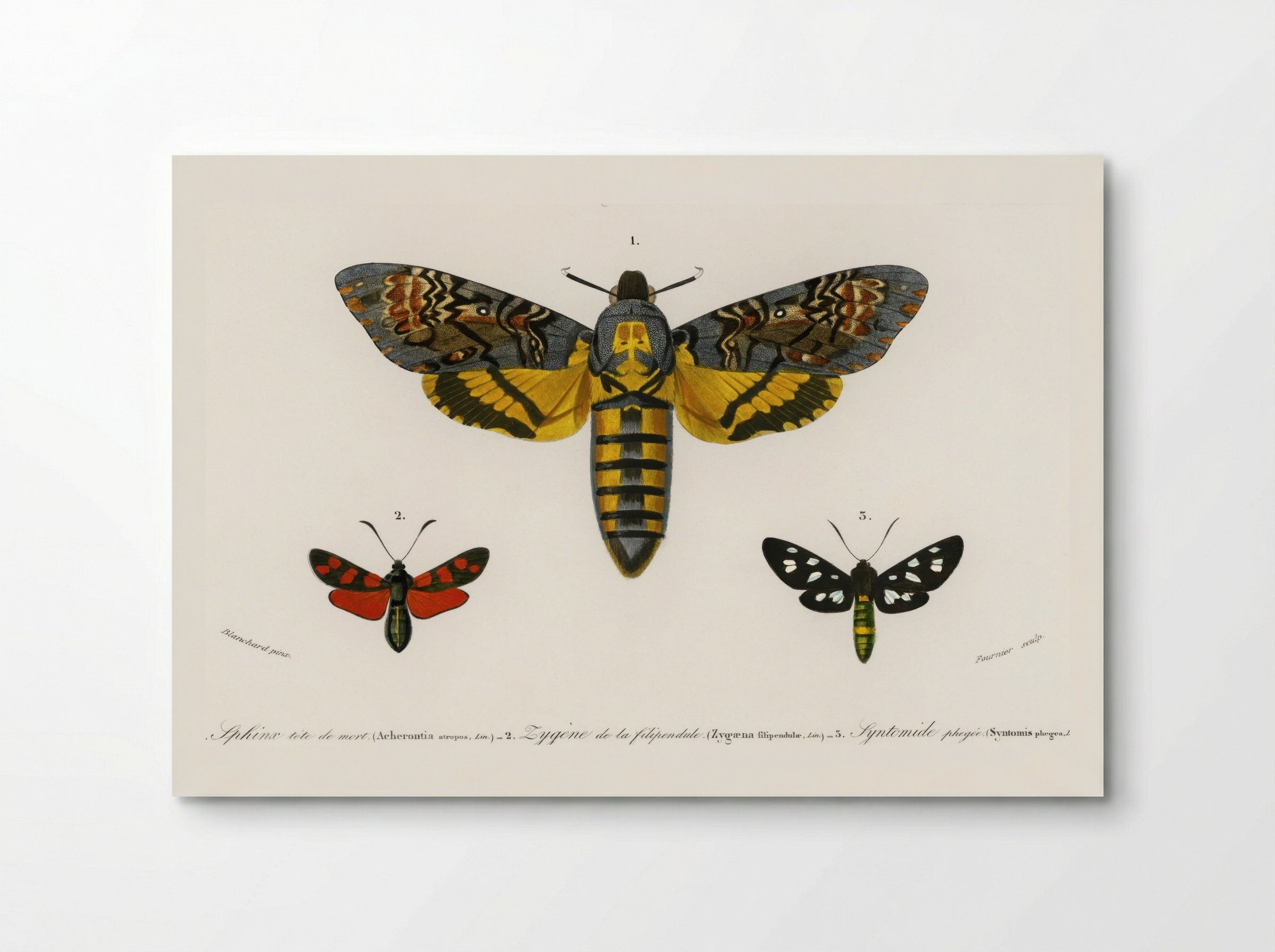 Collection of Moths - Charles Dessalines D'Orbigny - Poster