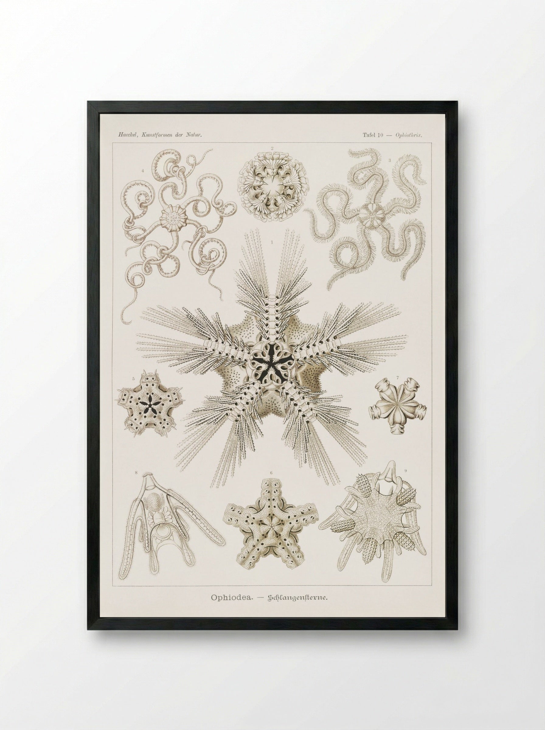 Ophiodea-Schlangensterne (1904) - Ernst Haeckel - Framed Print Black