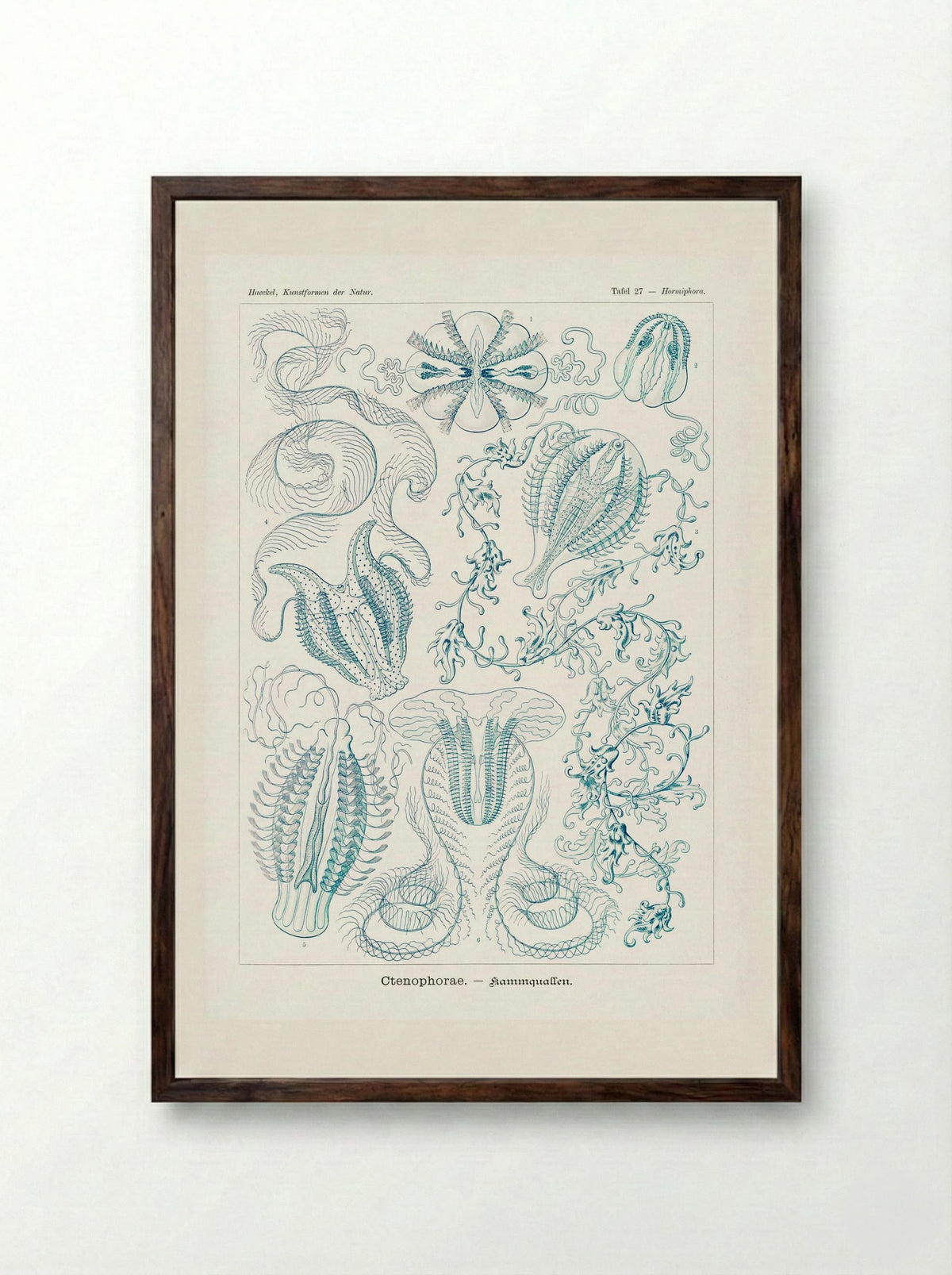 Ctenophorae-Kammquallen (1904) - Ernst Haeckel - Framed Print Dark Wood