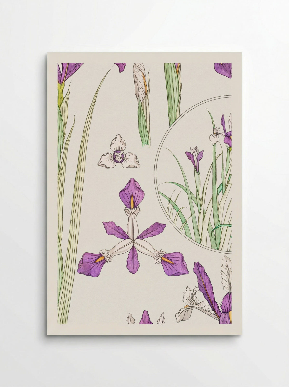 Iris, from La Plante et ses Applications ornementales - Maurice Pillard Verneuil - Poster