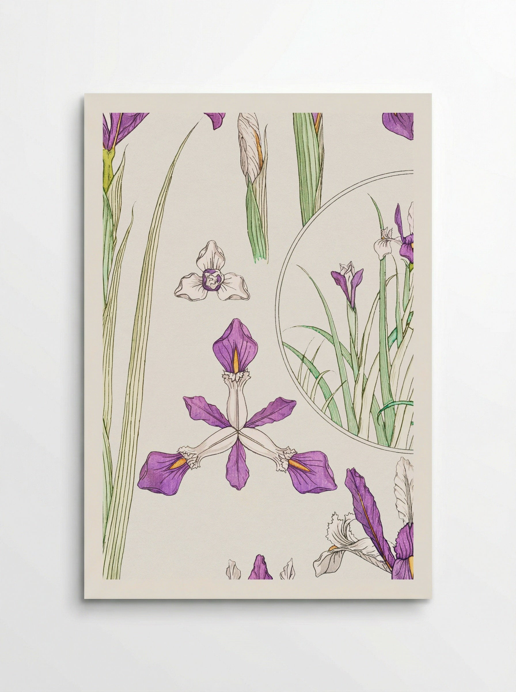 Iris, from La Plante et ses Applications ornementales - Maurice Pillard Verneuil - Poster
